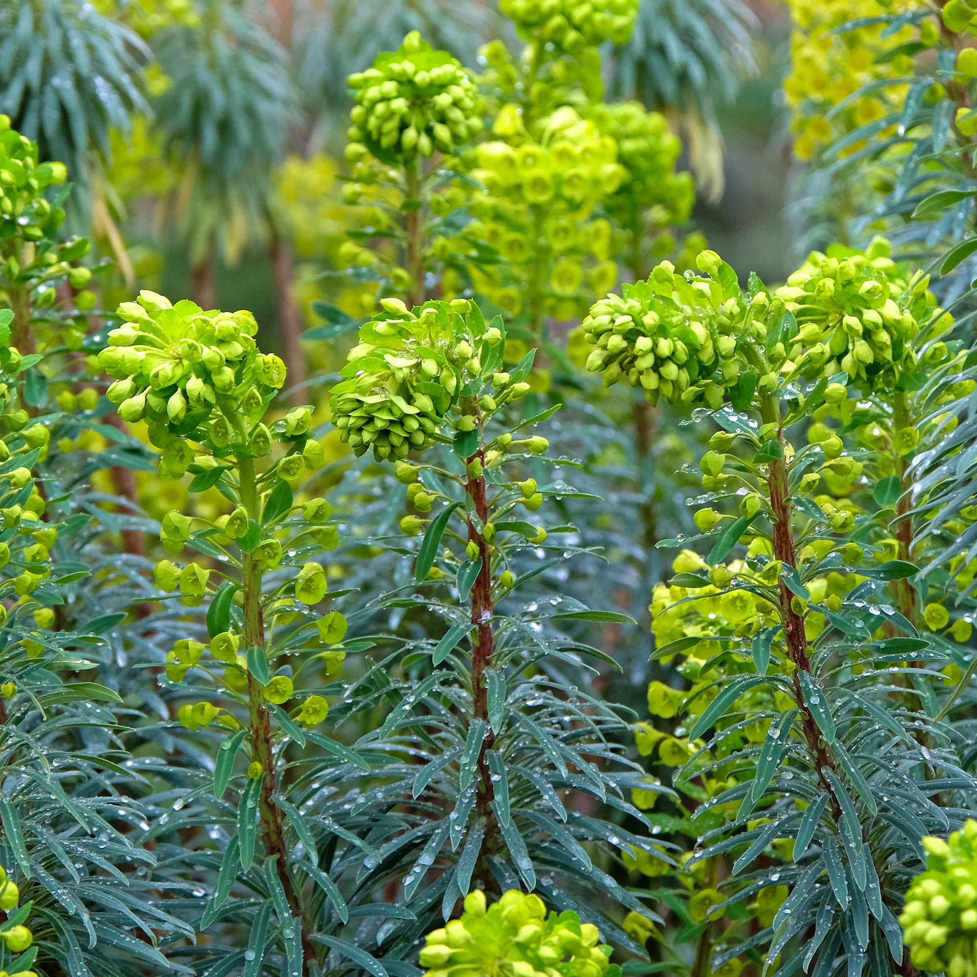 Euphorbe characias Blue Wonder - Image 5