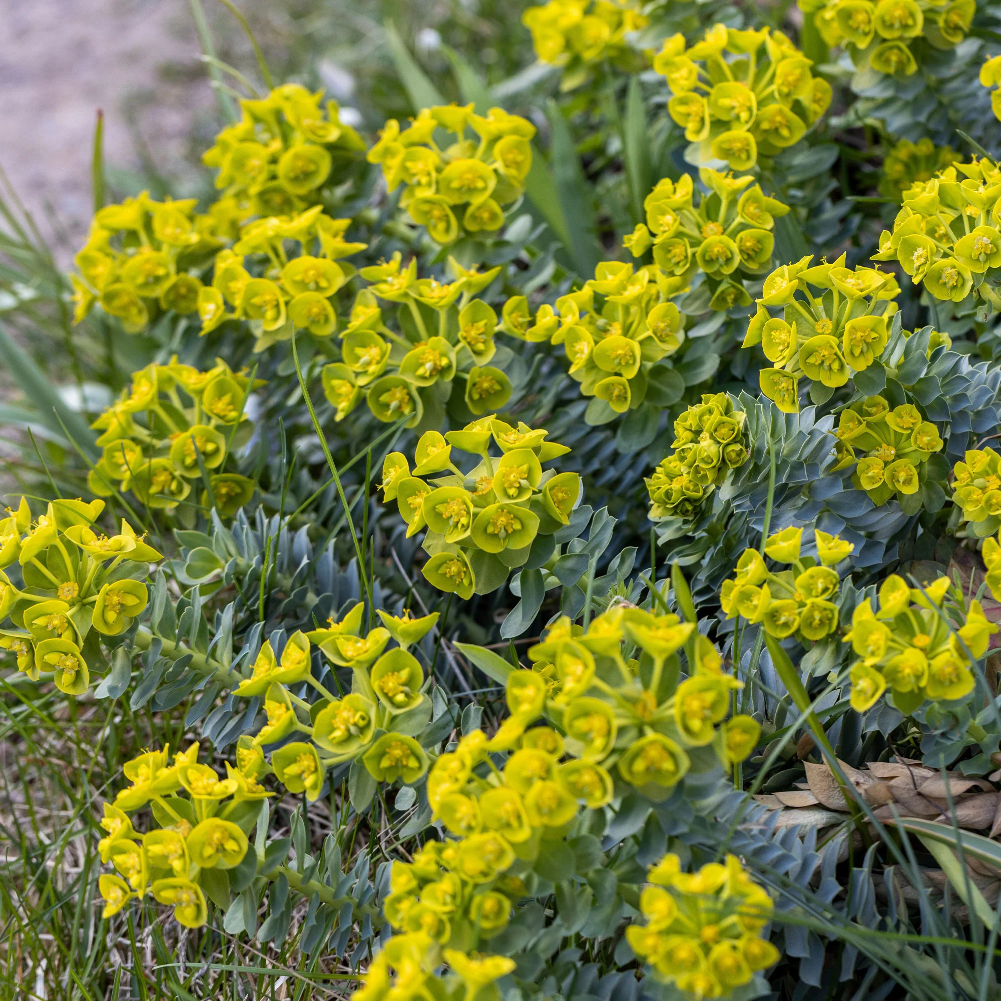Euphorbe de Corse - Image 7