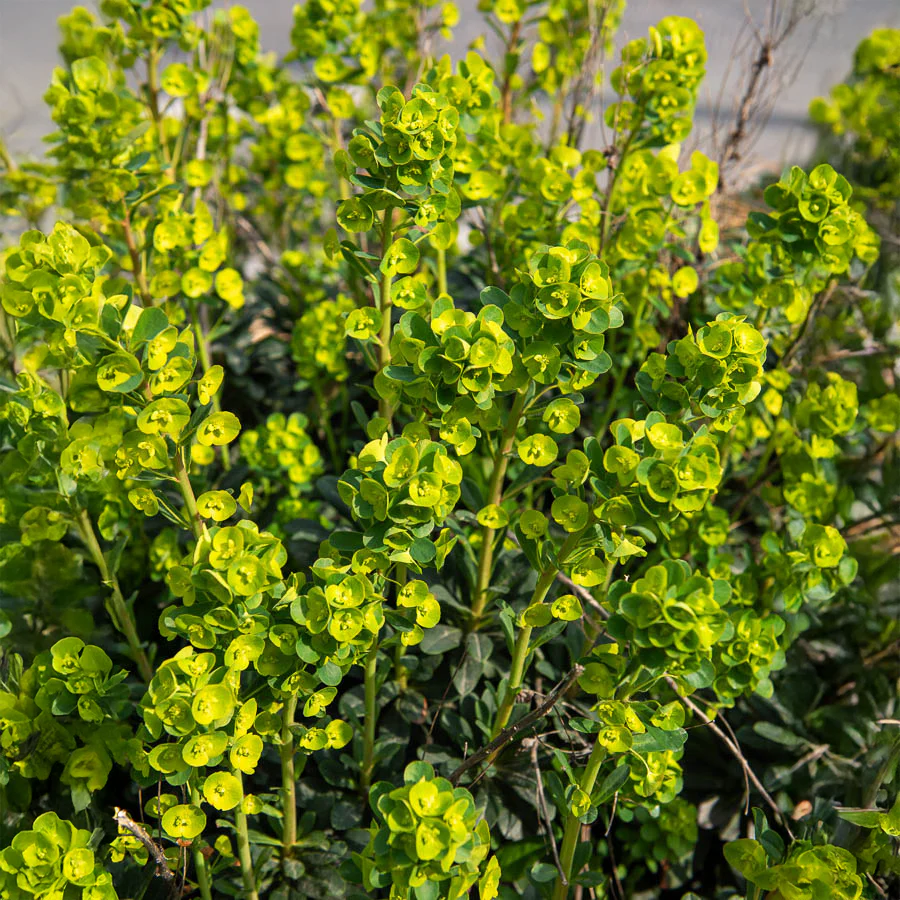 Euphorbe de Mrs. Robb - Image 4