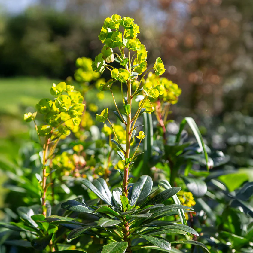 Euphorbe de Mrs. Robb - Image 5