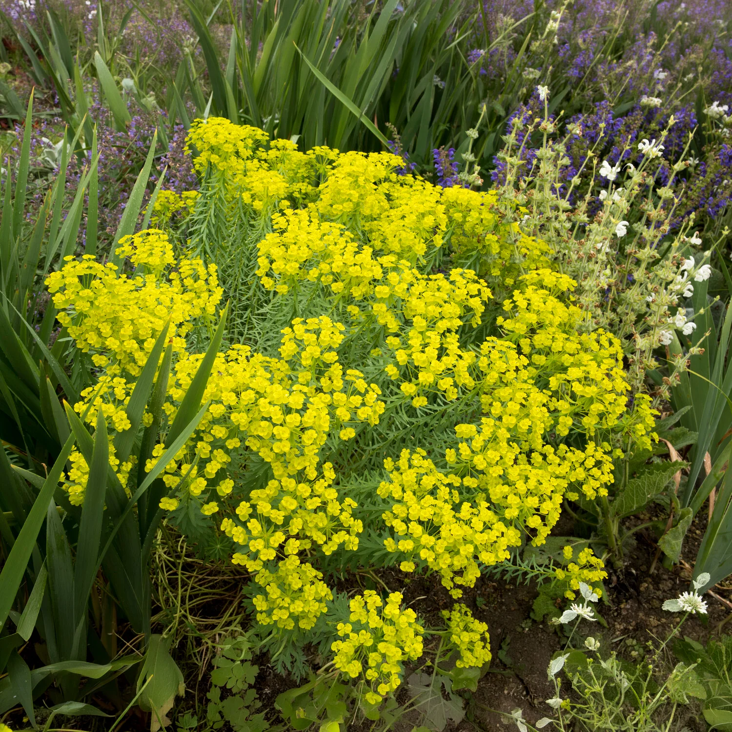 Euphorbe de Sibérie - Image 5