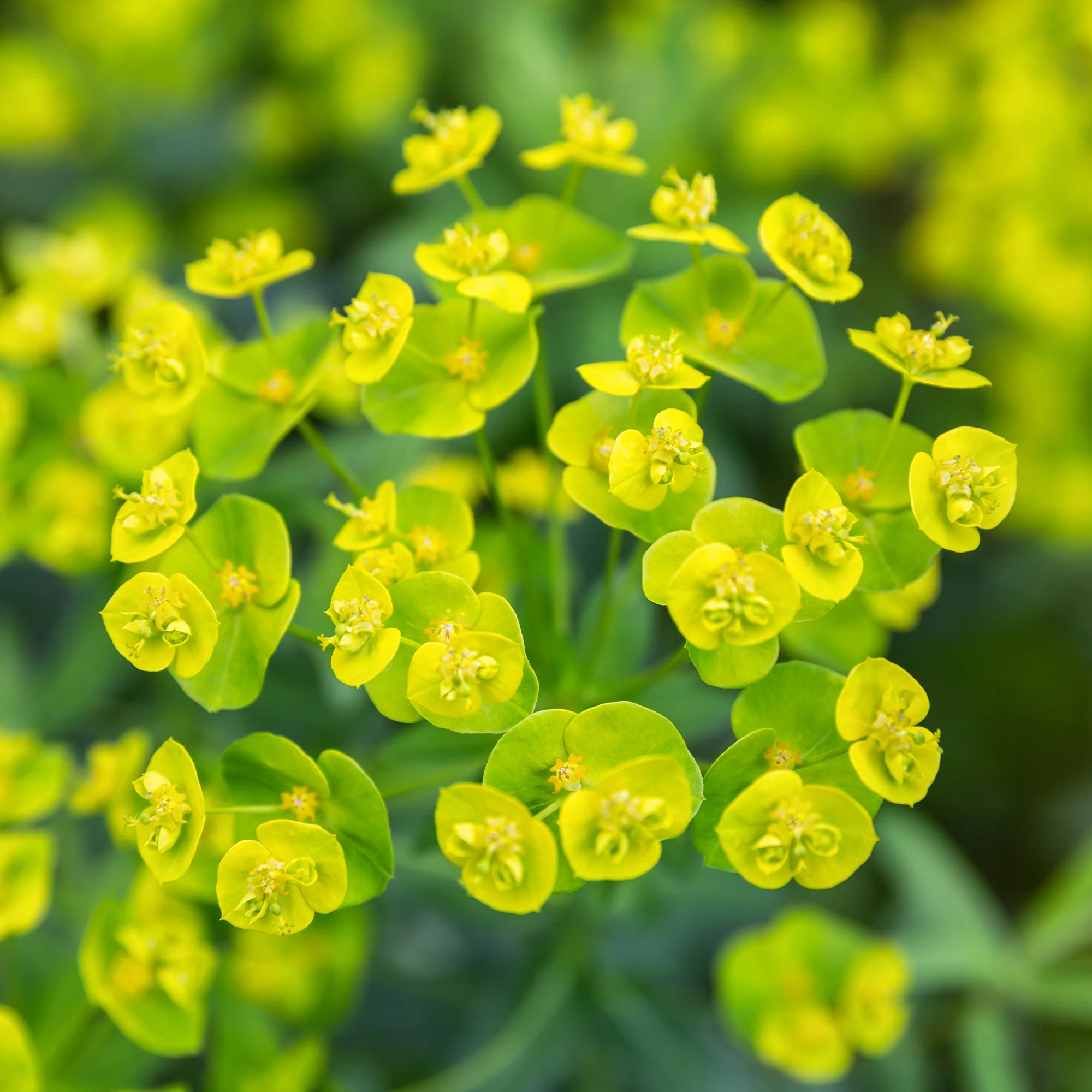 Euphorbe de Waldstein Betten