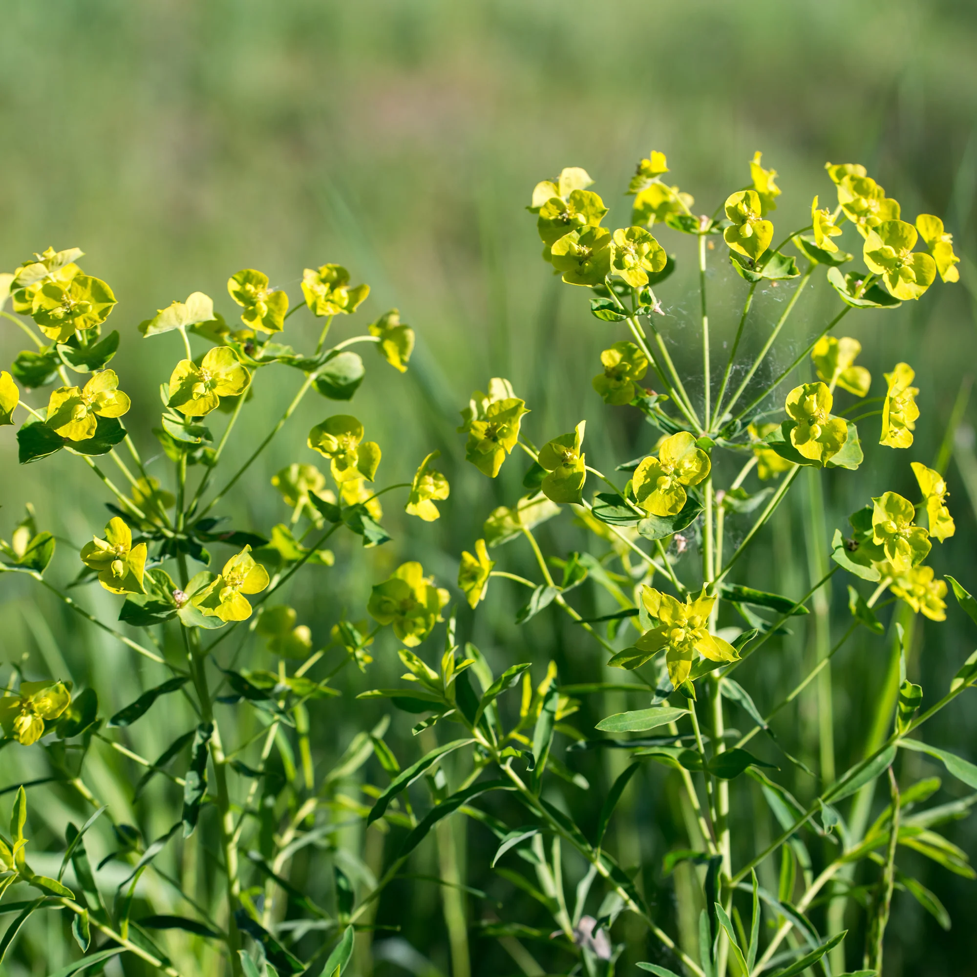 Euphorbe de Waldstein Betten - Image 3