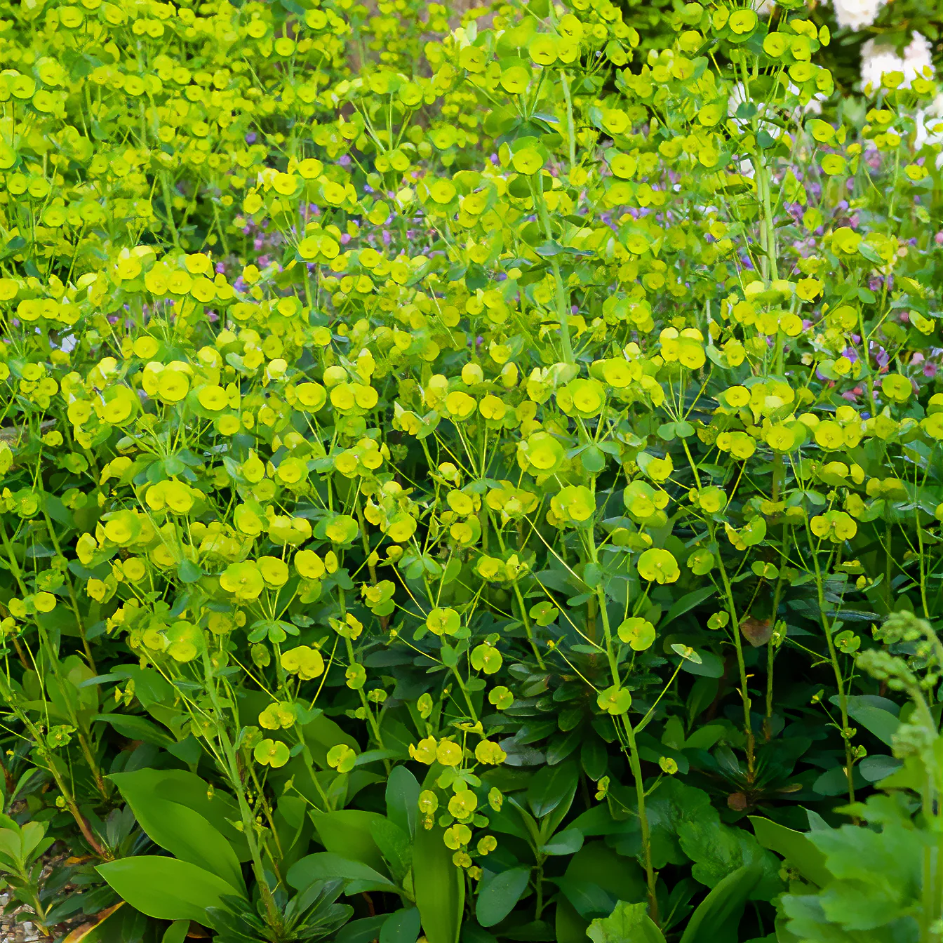 Euphorbe des bois - Image 3