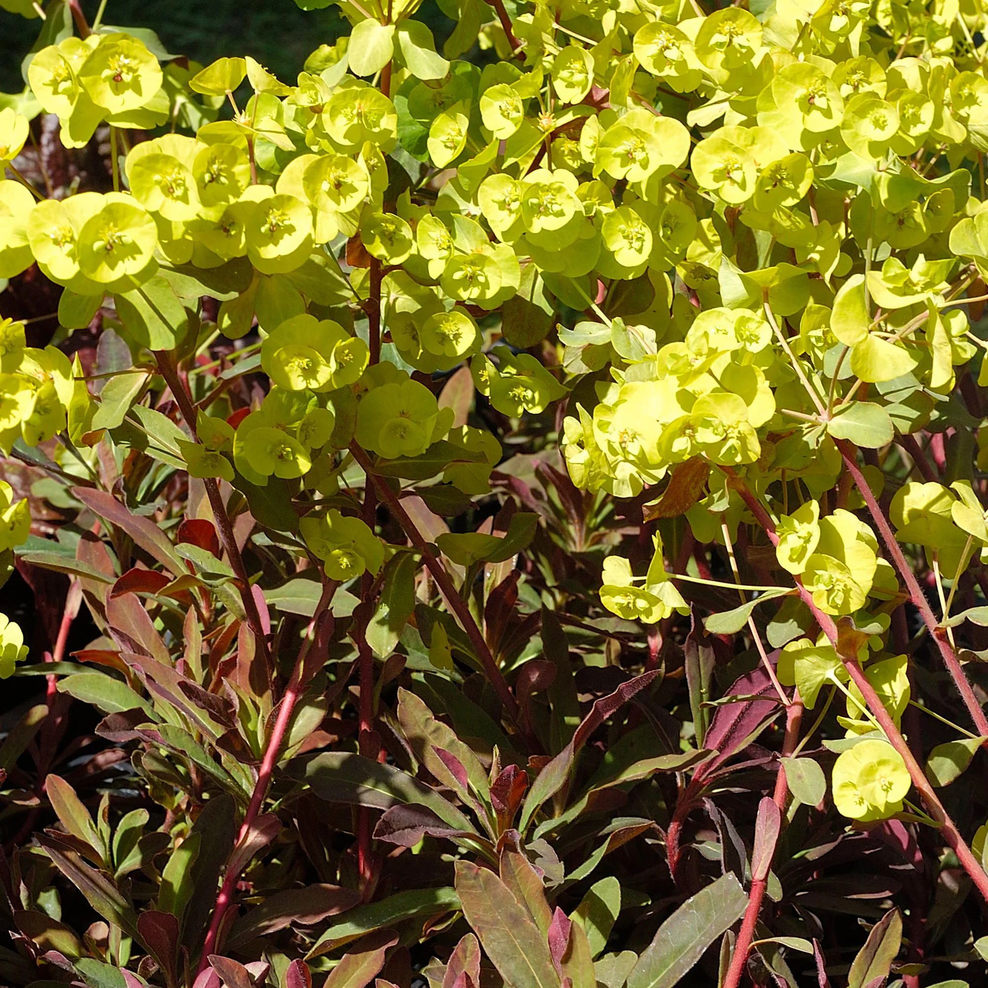 Euphorbe des bois pourpre - Image 3