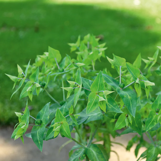 Euphorbe des Jardins - Epurge - Image 3
