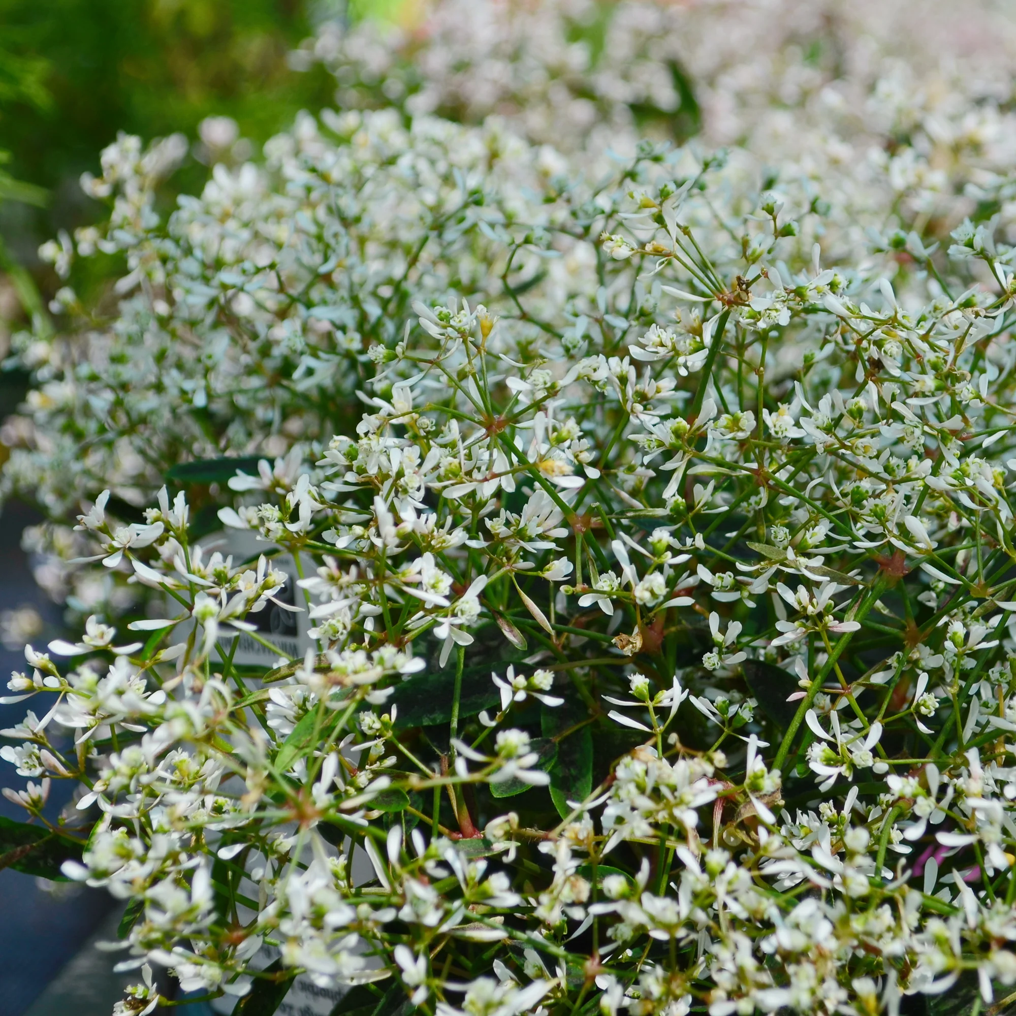 Euphorbe Diamond Frost