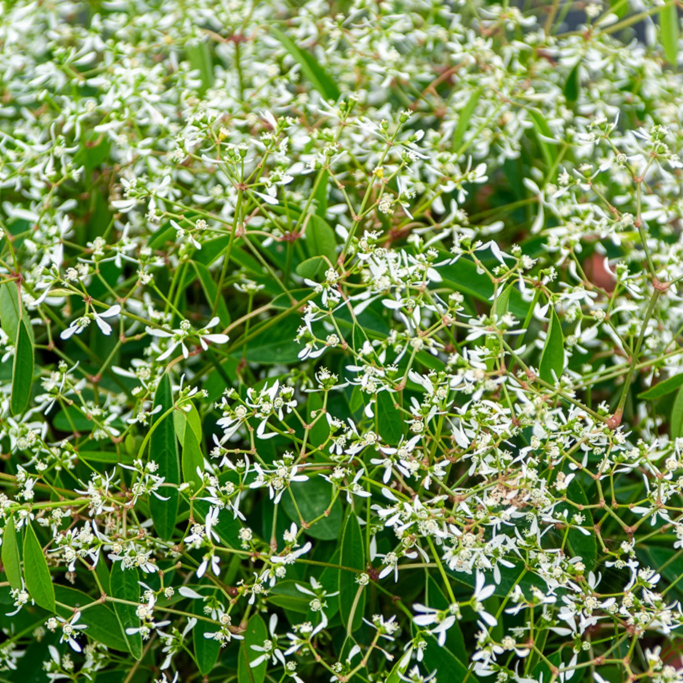 Euphorbe Diamond Frost - Image 2