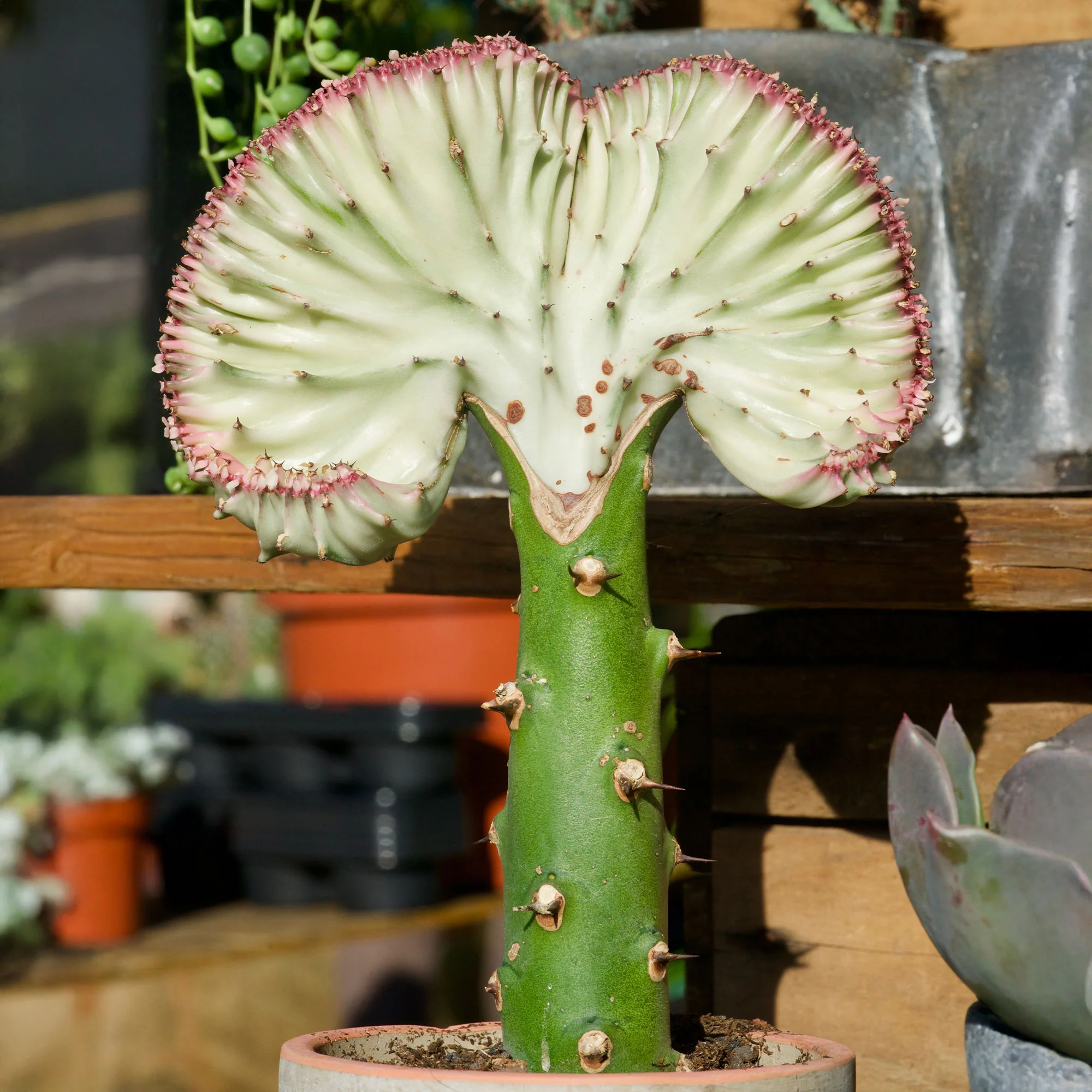 Euphorbe Euphorbia 'Cristata' - Image 3