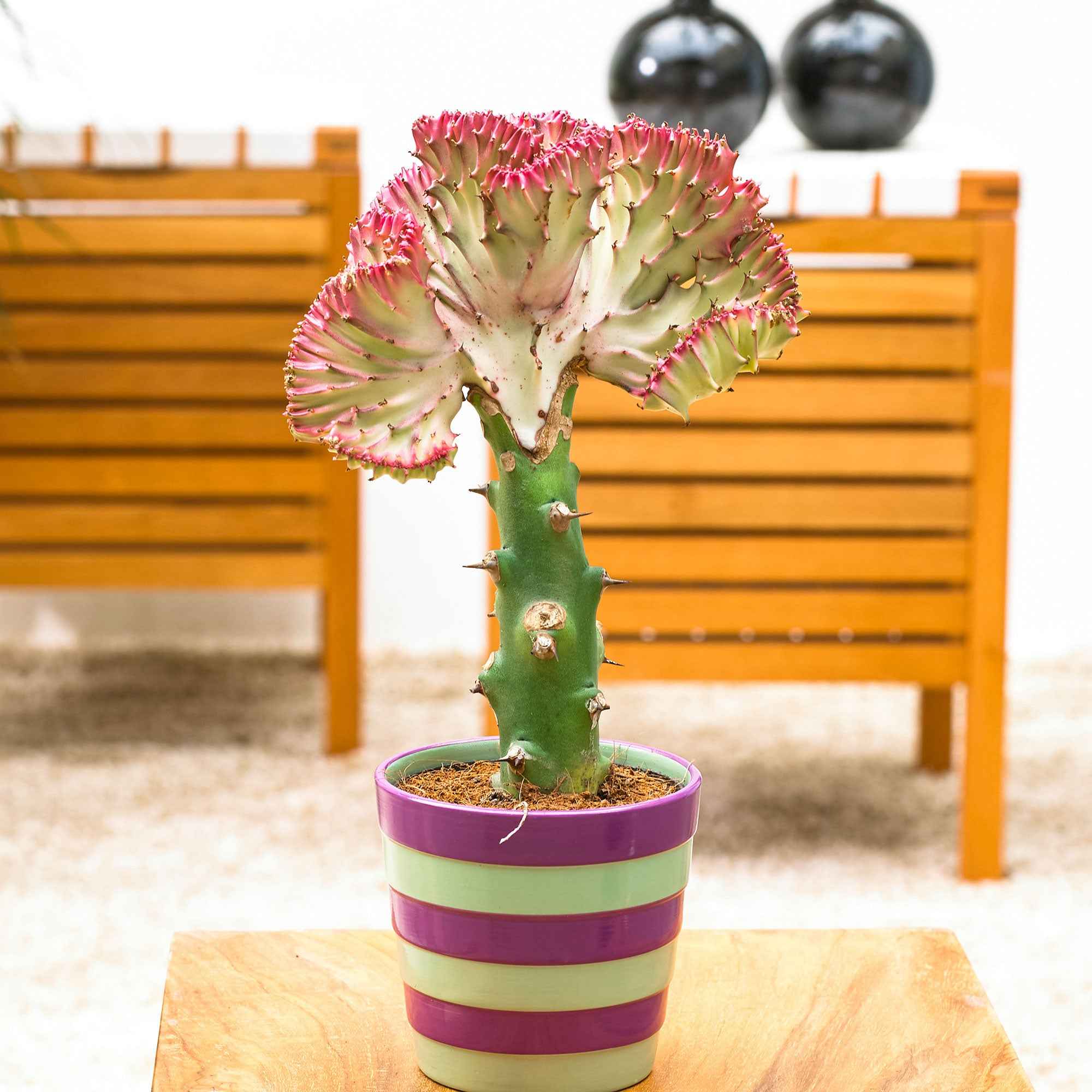 Euphorbe Euphorbia 'Cristata' - Image 4