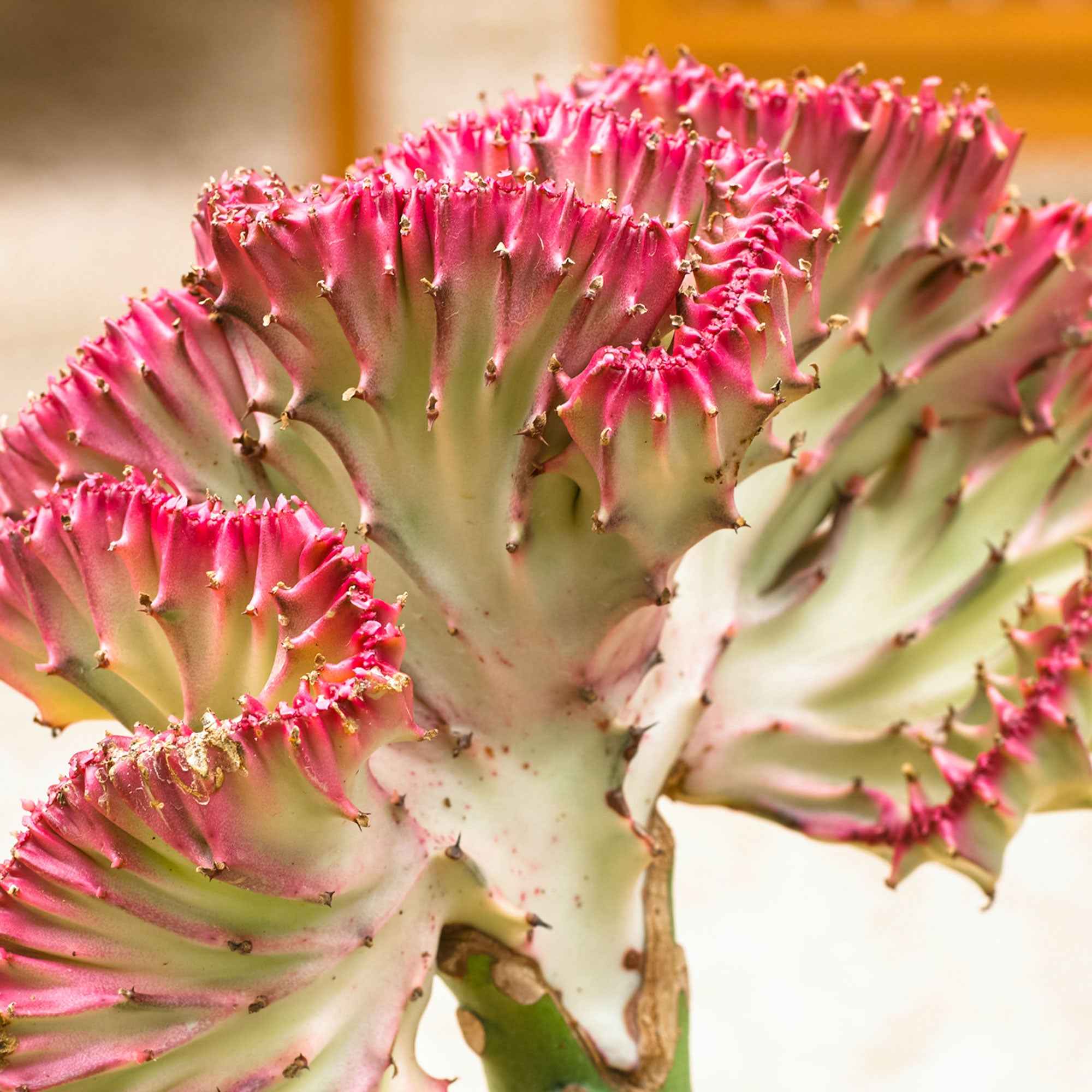 Euphorbe Euphorbia 'Cristata' - Image 5