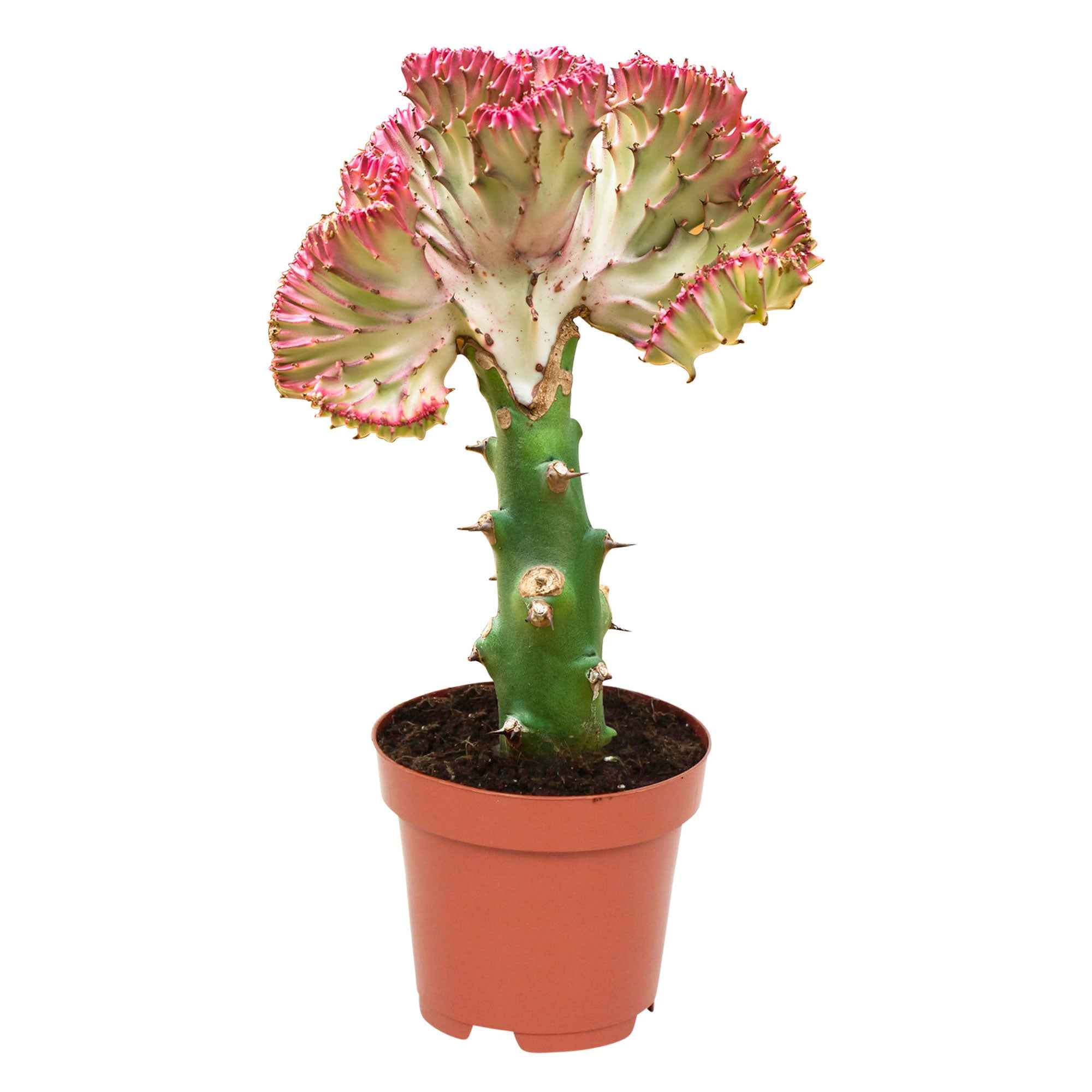 Euphorbe Euphorbia 'Cristata' - Image 6