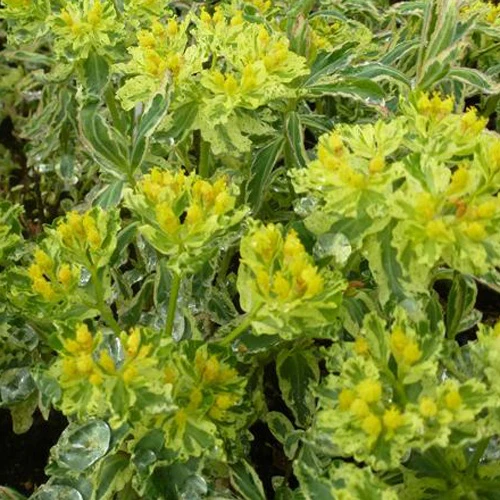 Euphorbe polychrome Variegata