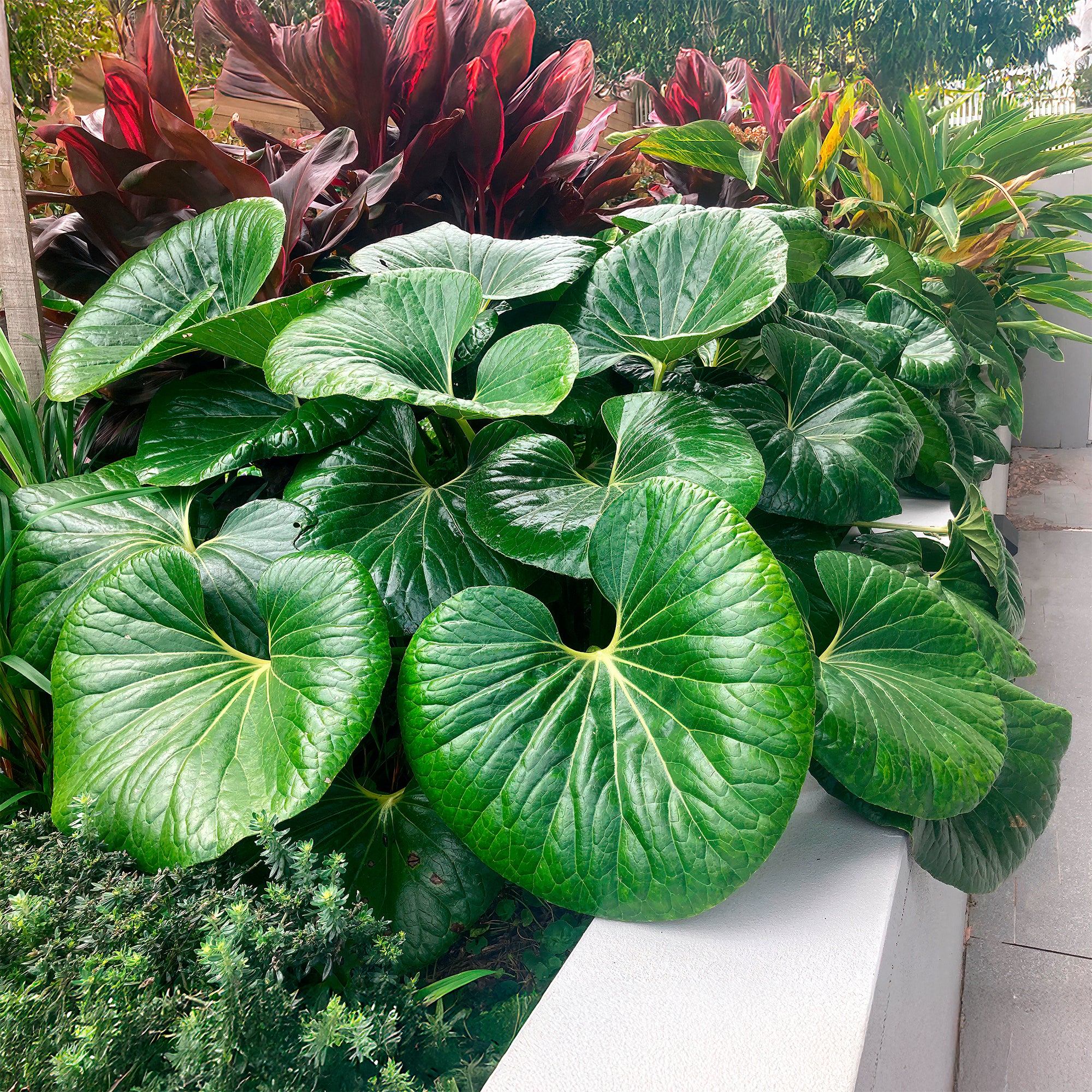 Farfugium Gigantea Articjungle®