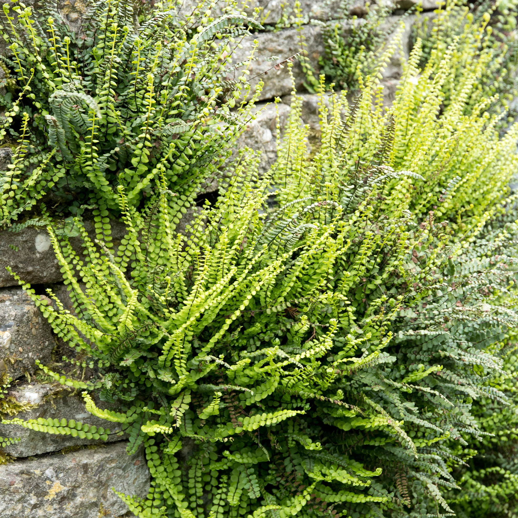 Fausse-Capillaire - Image 3