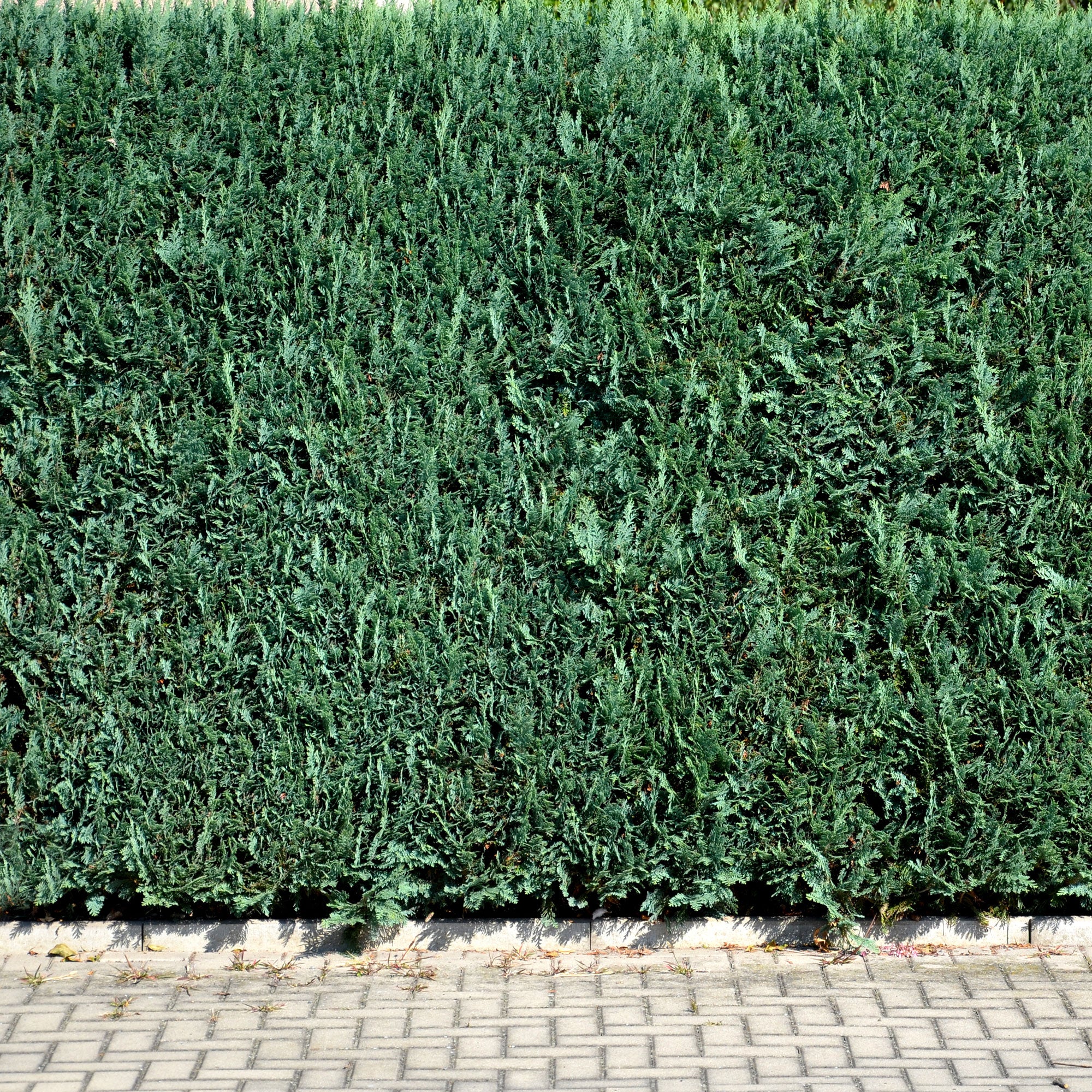 Faux Cyprès de Lawson - Image 3