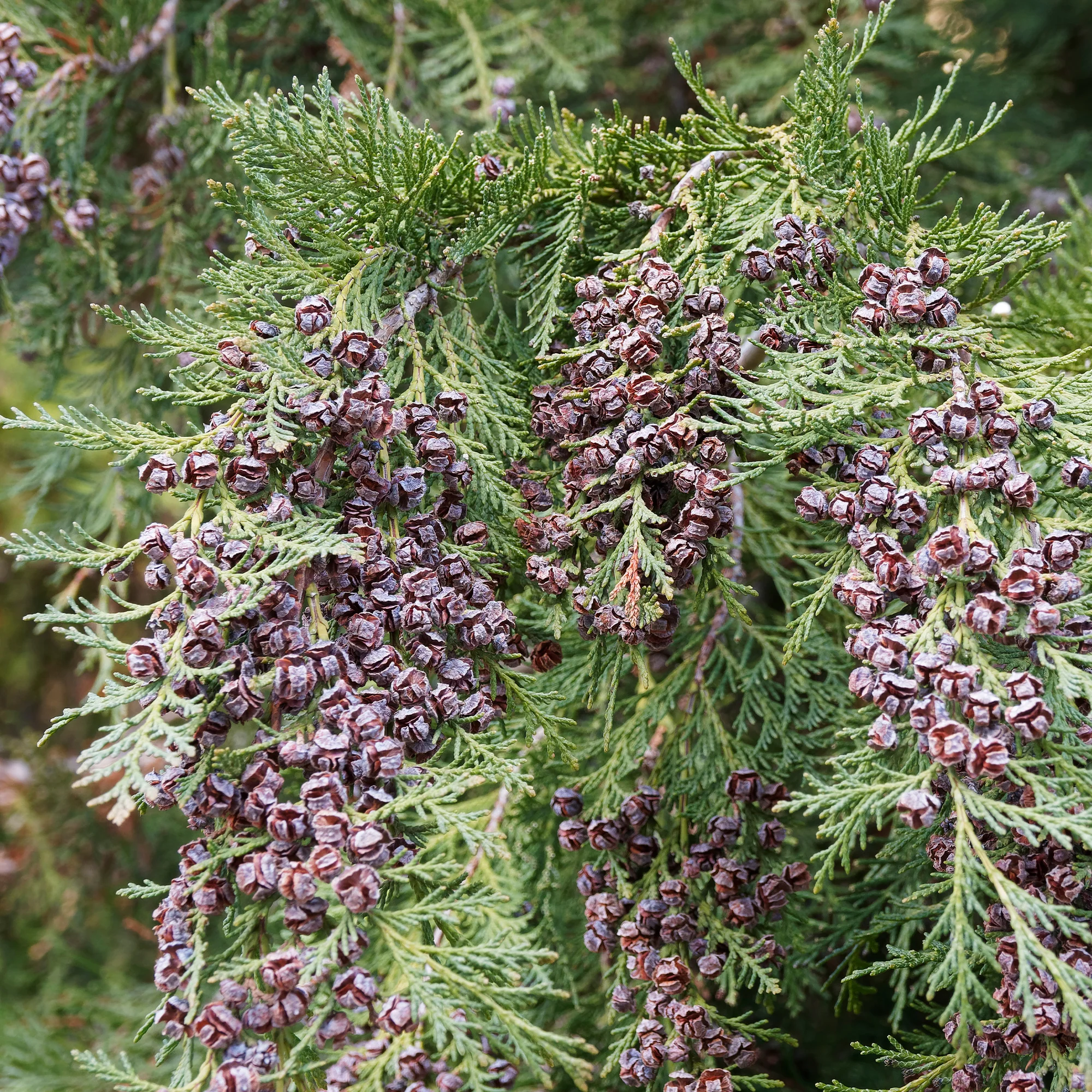 Faux Cyprès de Lawson - Image 6