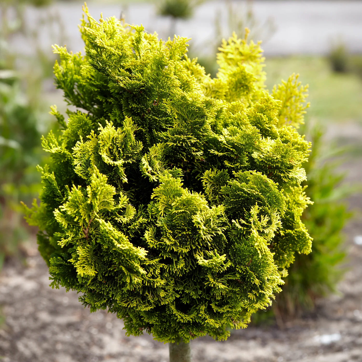 Faux cyprès Hinoki Aurora - Image 3