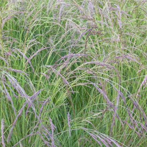 Fétuque améthyste - Image 2