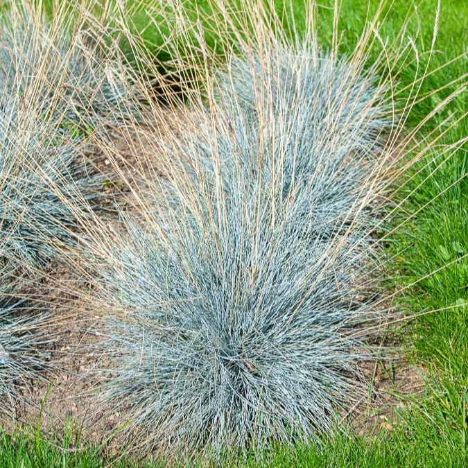Fétuque bleue Elijah Blue - Image 6