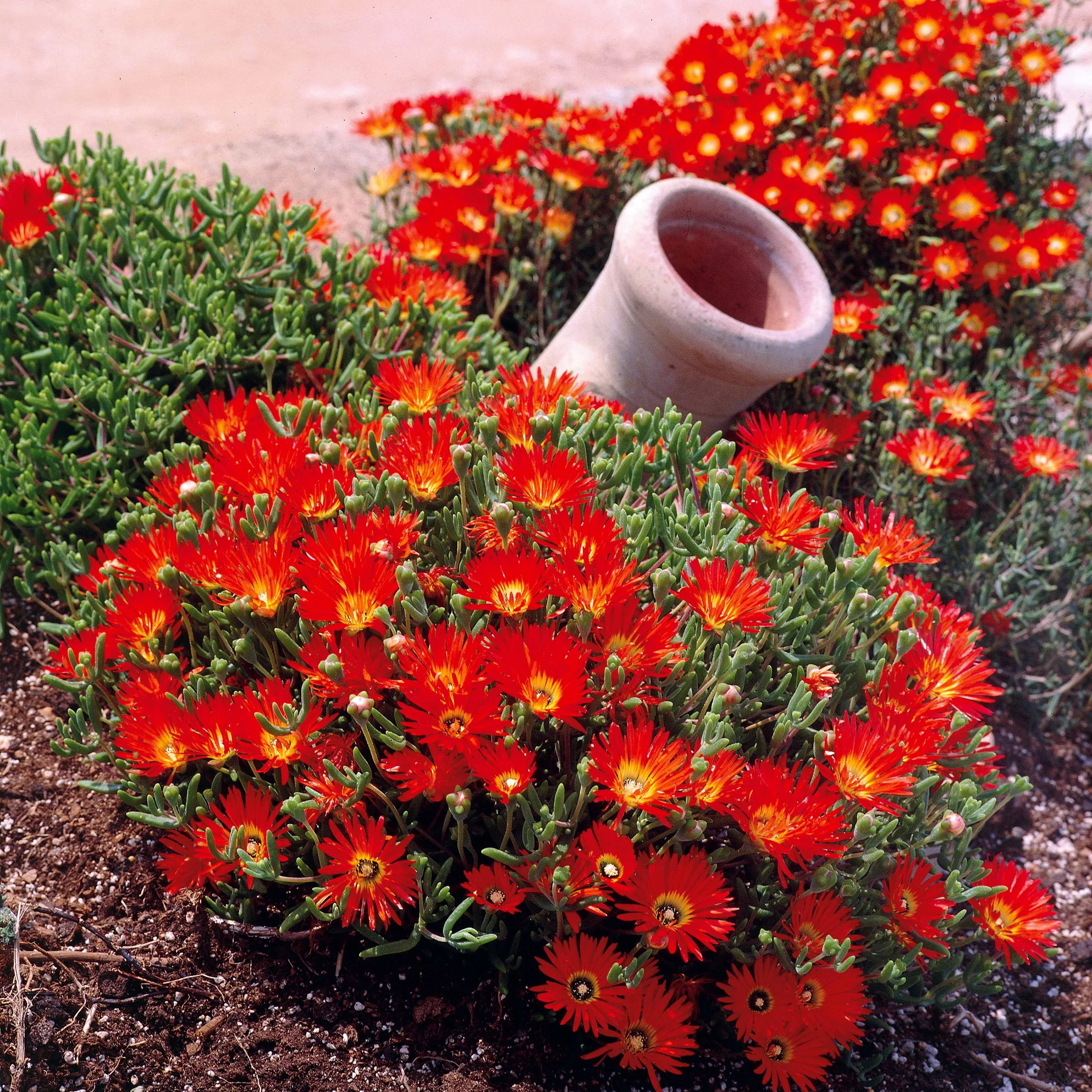 Ficoïde rouge - Image 2