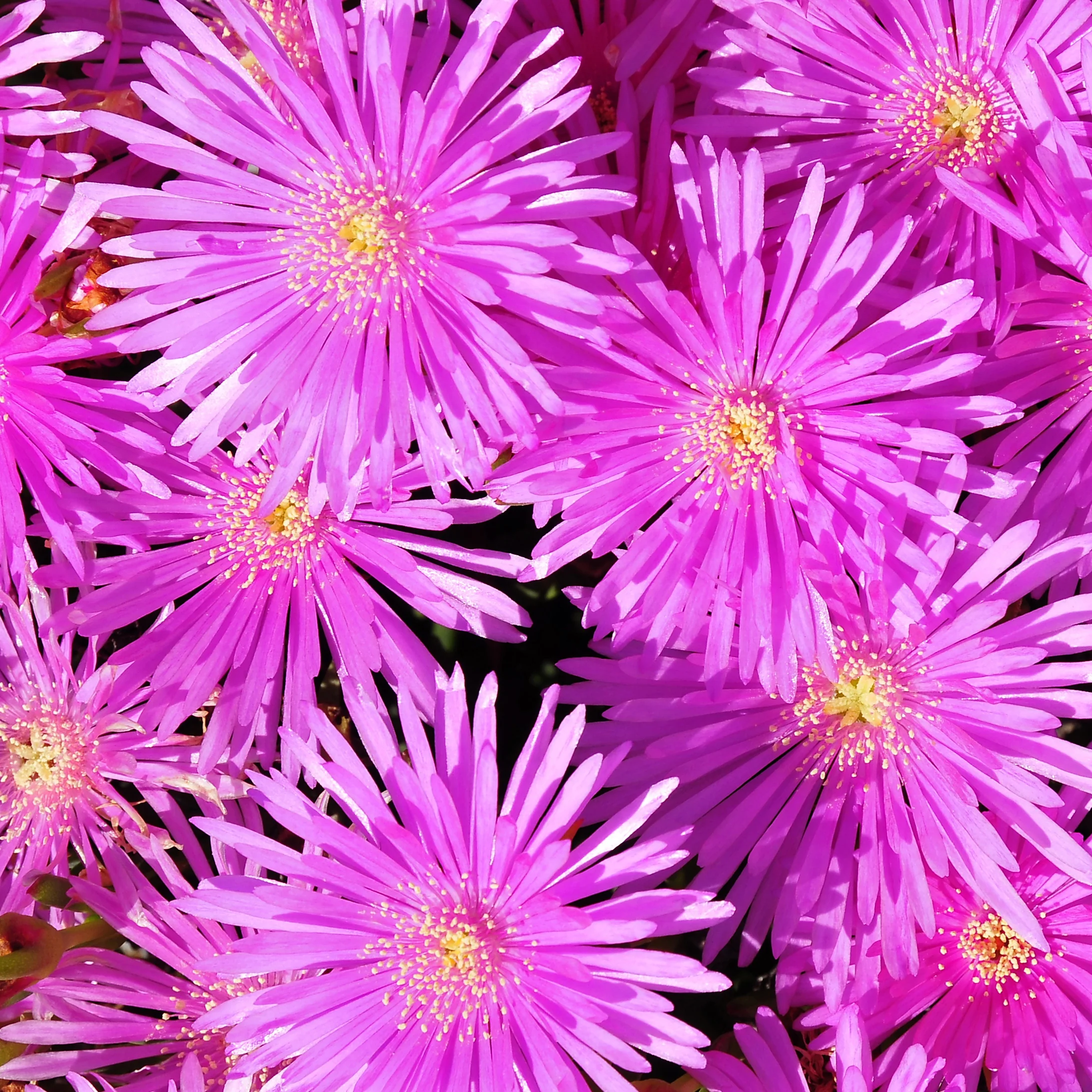 Ficoïde violette - Image 2