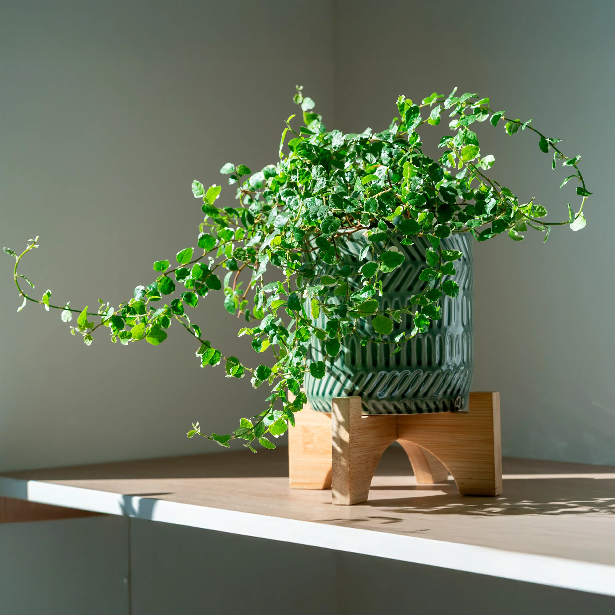 Figuier rampant Ficus pumila 'White Sunny' - Image 2