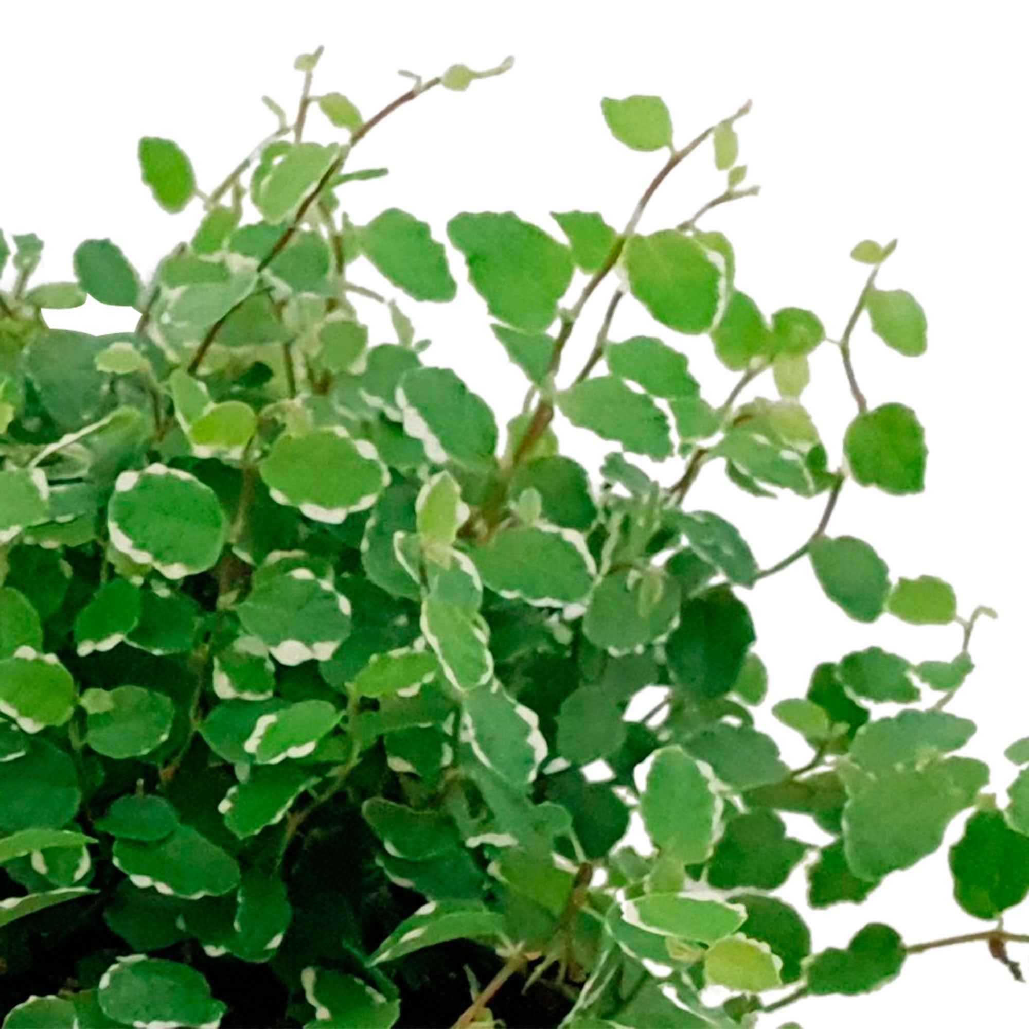 Figuier rampant Ficus pumila 'White Sunny' - Image 3