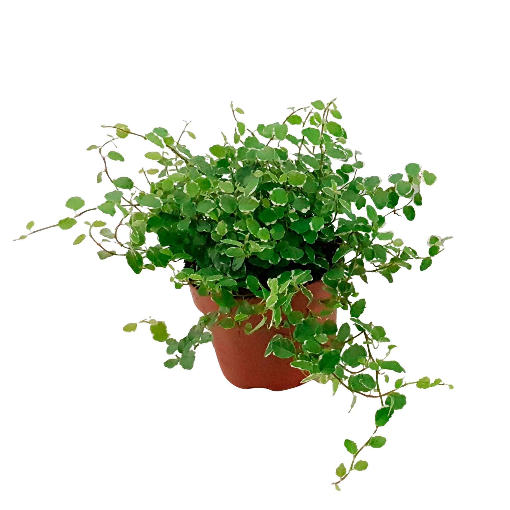 Figuier rampant Ficus pumila 'White Sunny' - Image 4