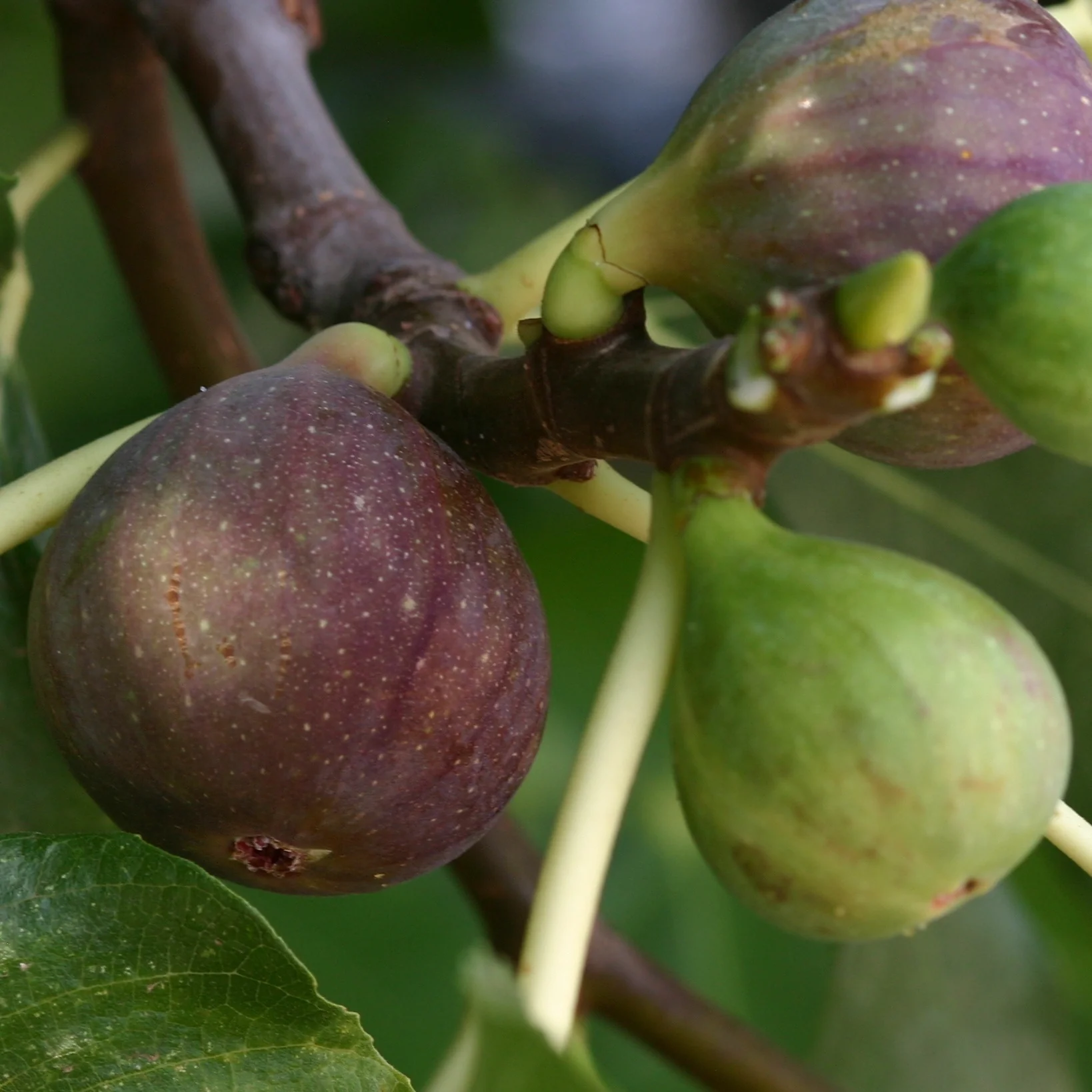 Figuier Violette de Solliès - Image 2