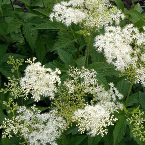 Filipendule pourpre Alba - Reine des prés