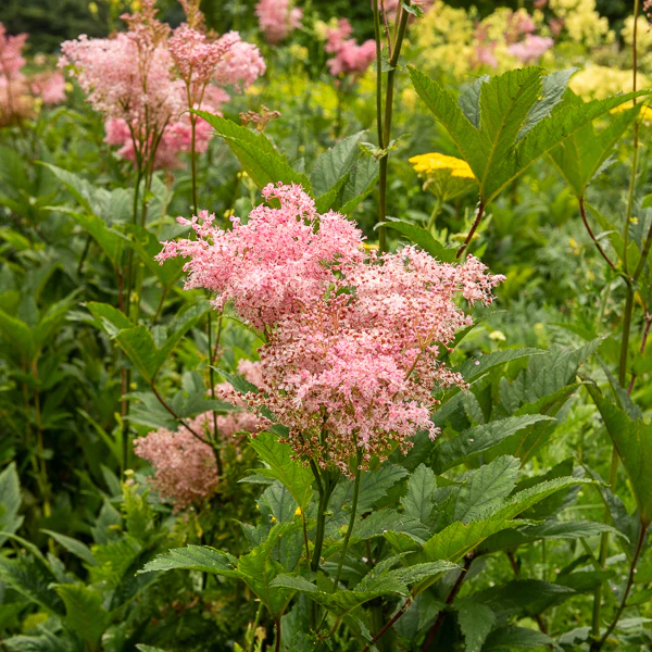 Filipendule rouge Venusta - Reine des près - Image 2