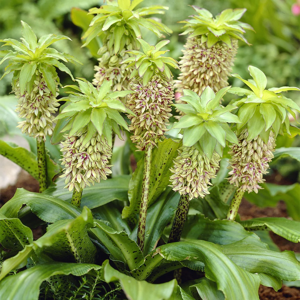 3 Fleurs ananas bicolore