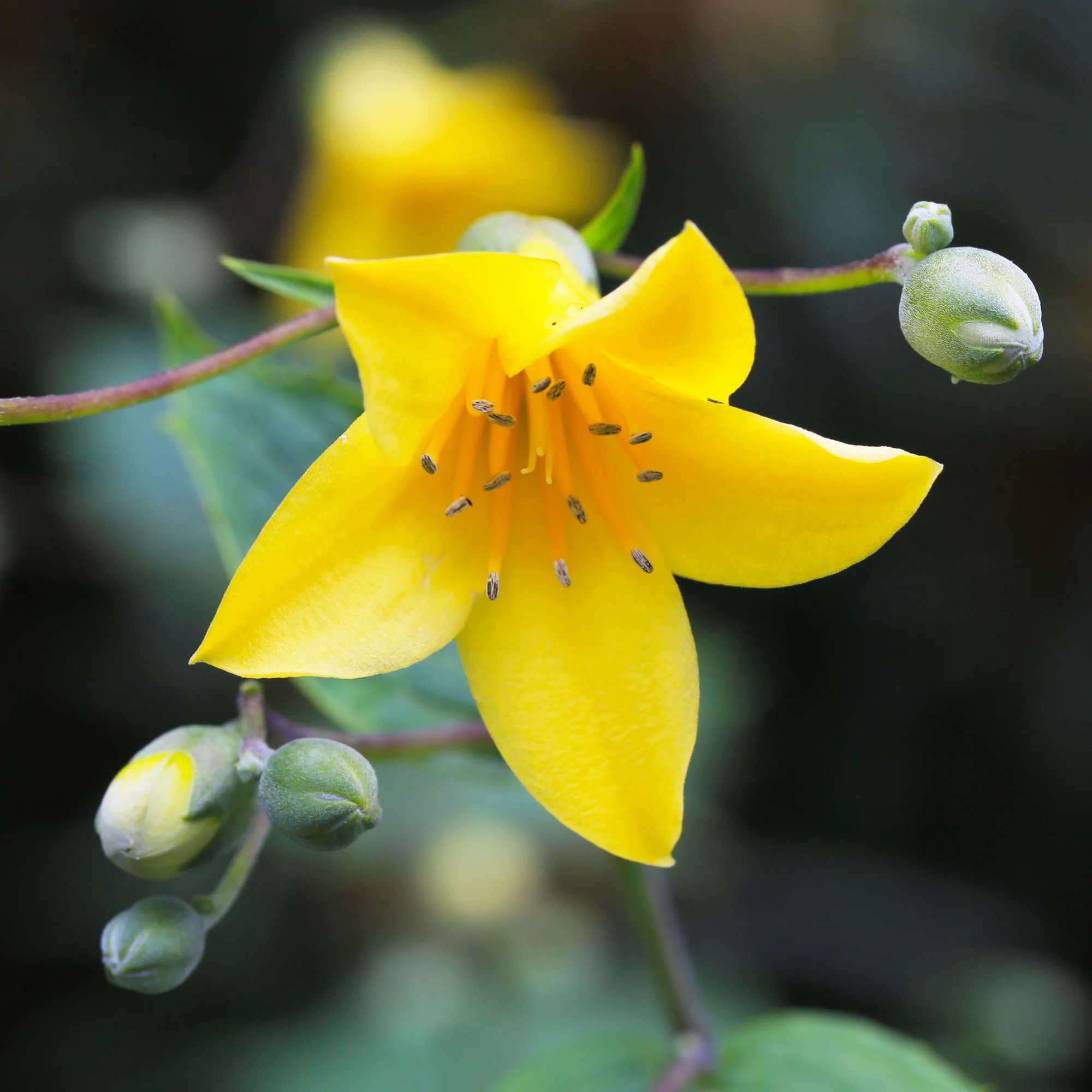 Fleur de cire - Image 3