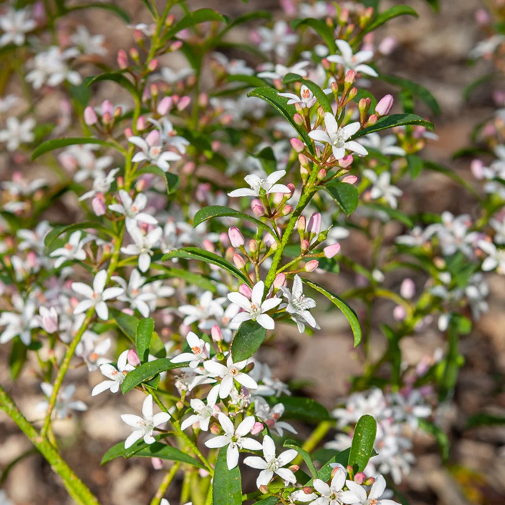 Fleur de cire à longues feuilles - Image 4