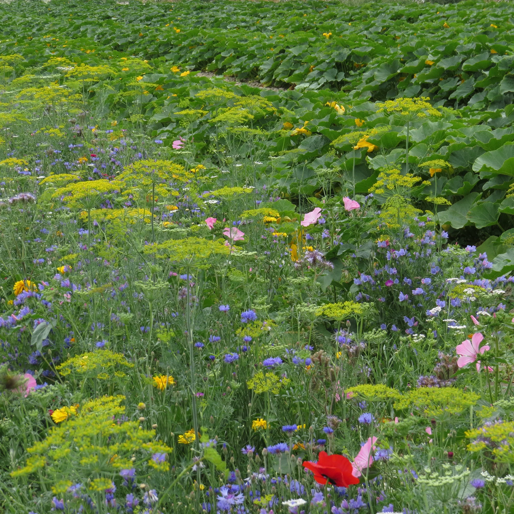 Fleurs utiles au potager