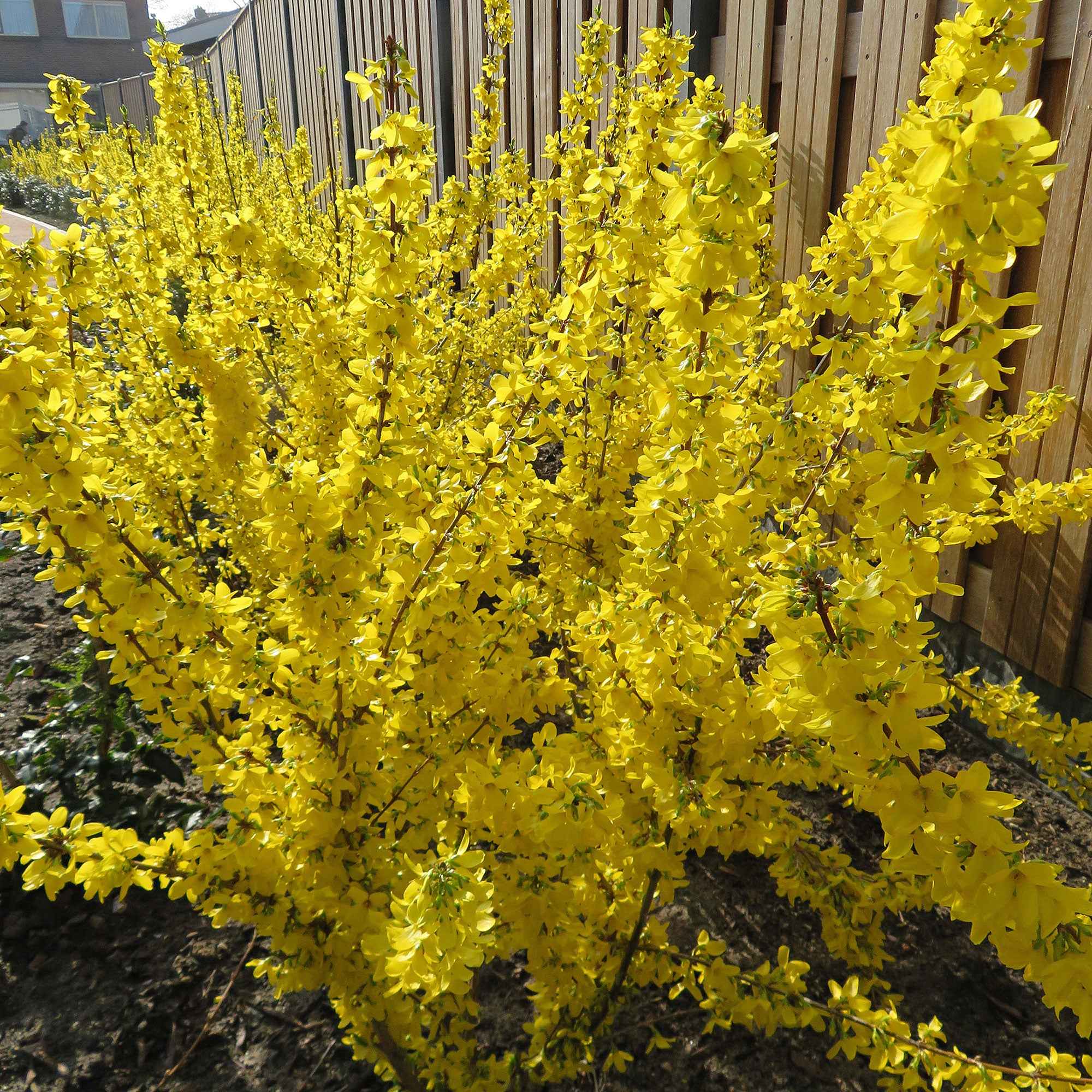 Forsythia 'Mikador'