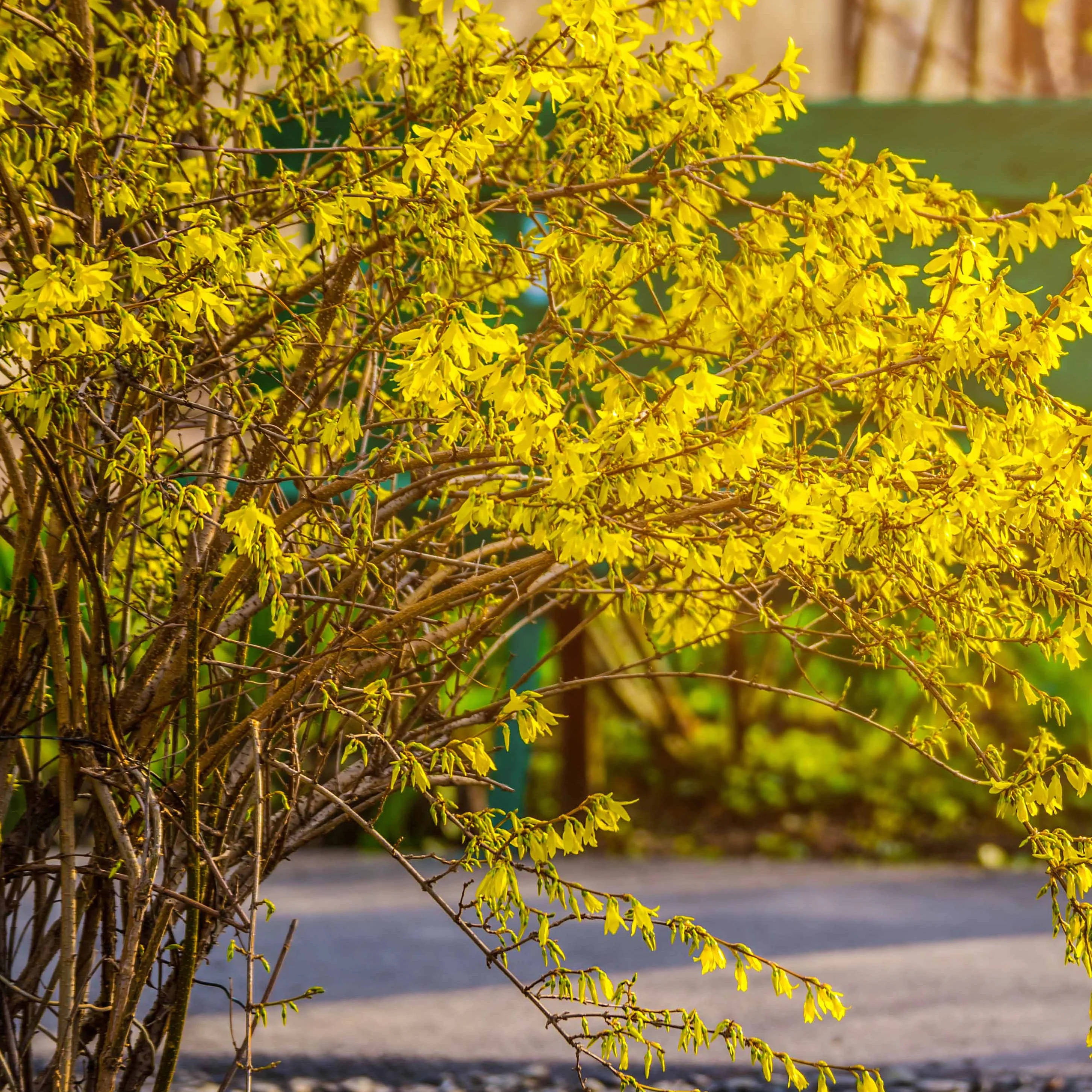 Forsythia Spectabilis