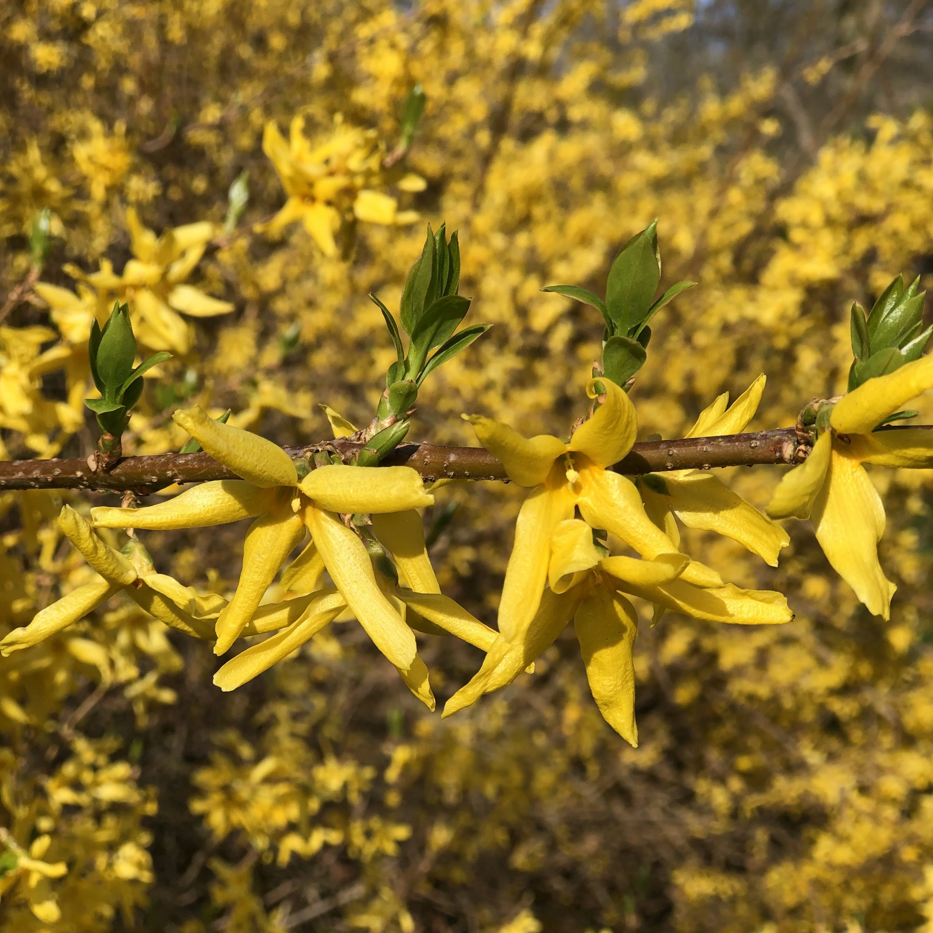 Forsythia Spectabilis - Image 3
