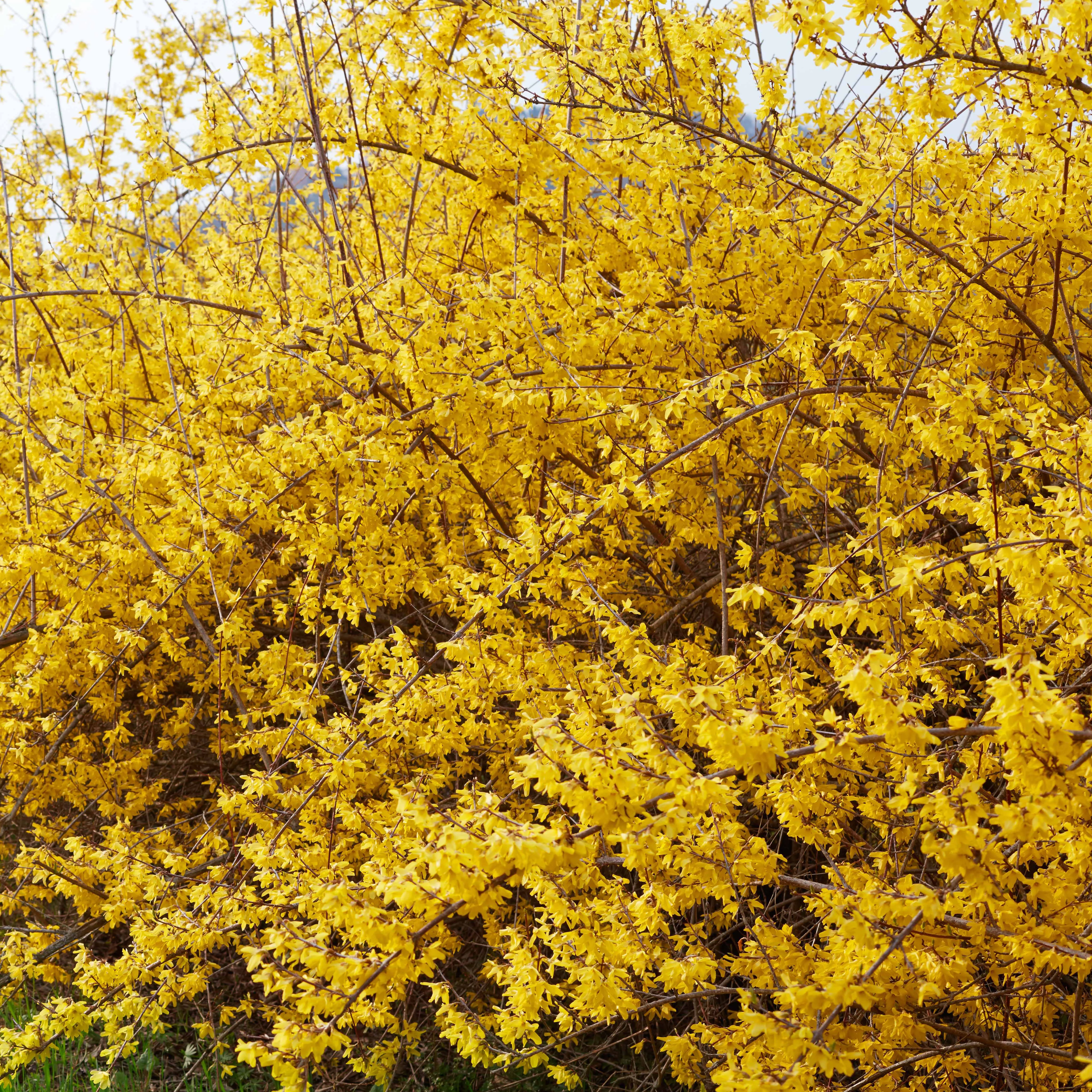 Forsythia Spectabilis - Image 4