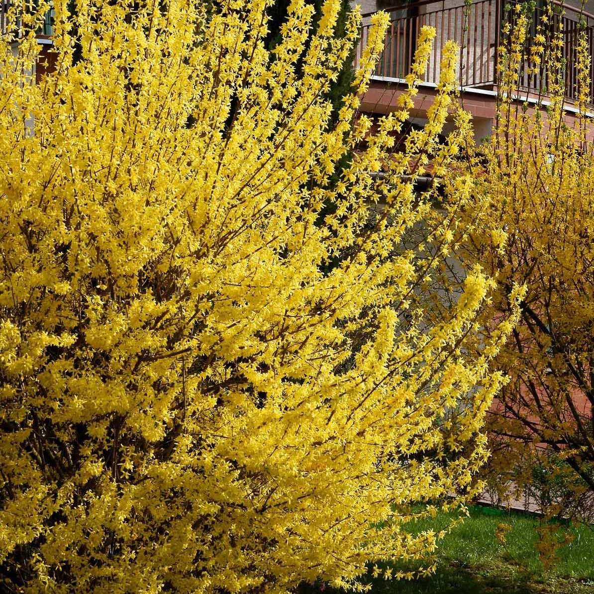 Forsythia Spectabilis - Image 5