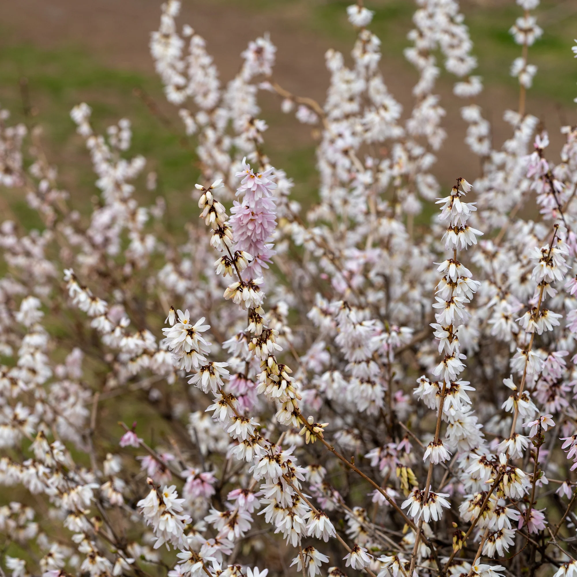 Forsythias blanc + rose - Image 2