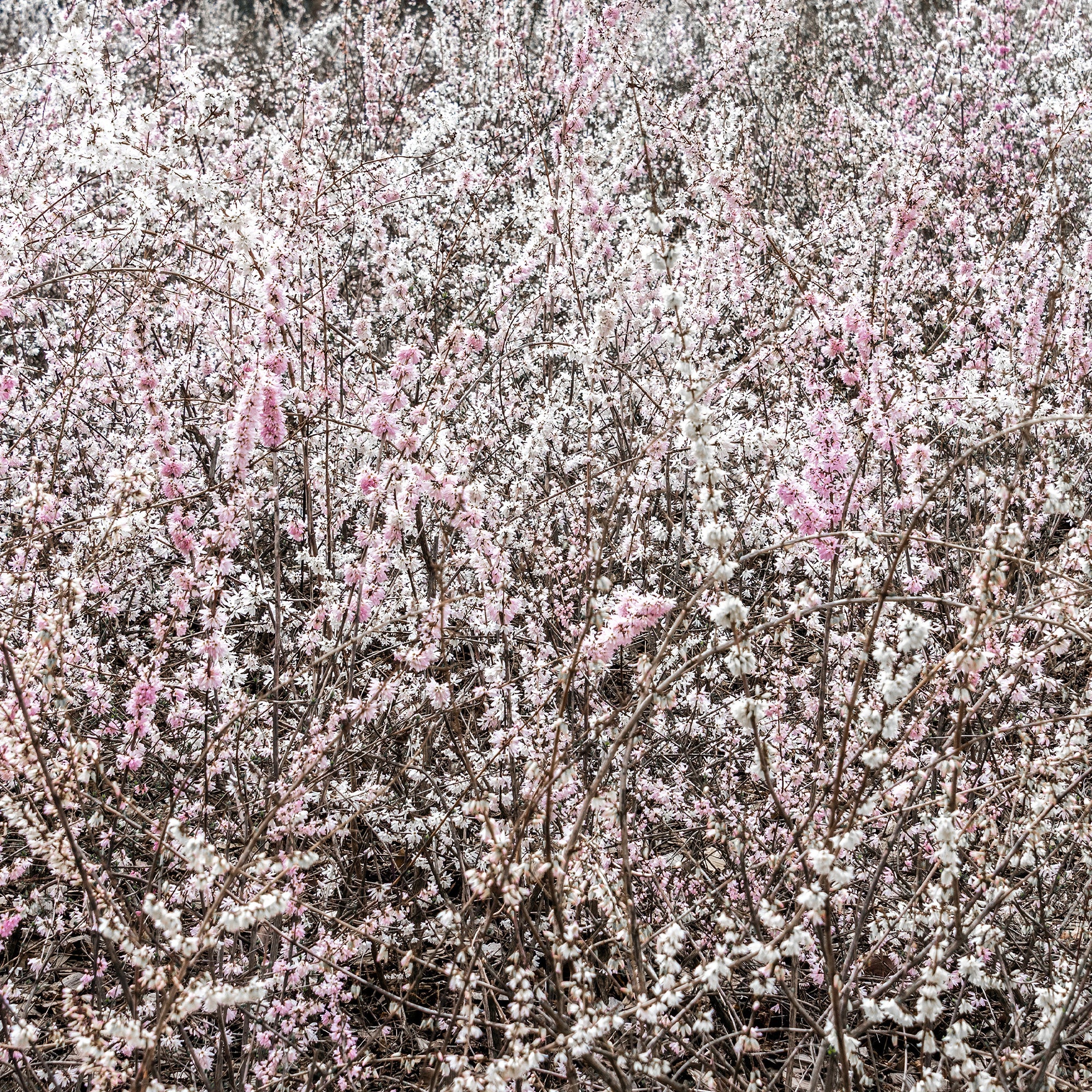 Forsythias blanc + rose - Image 3