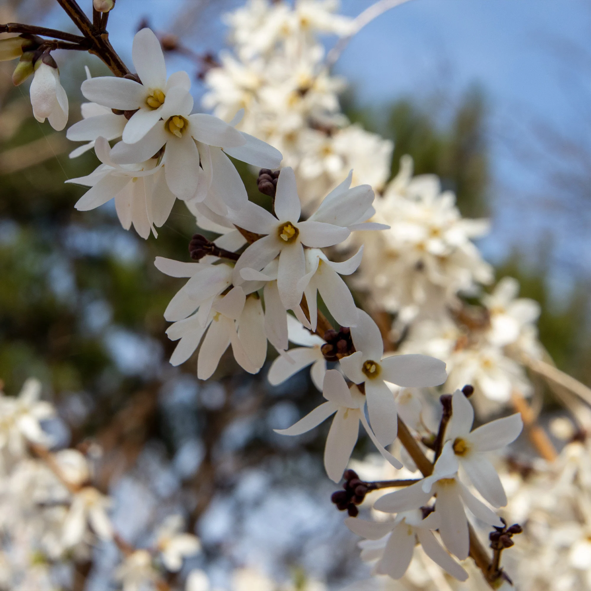 Forsythias blanc + rose - Image 4