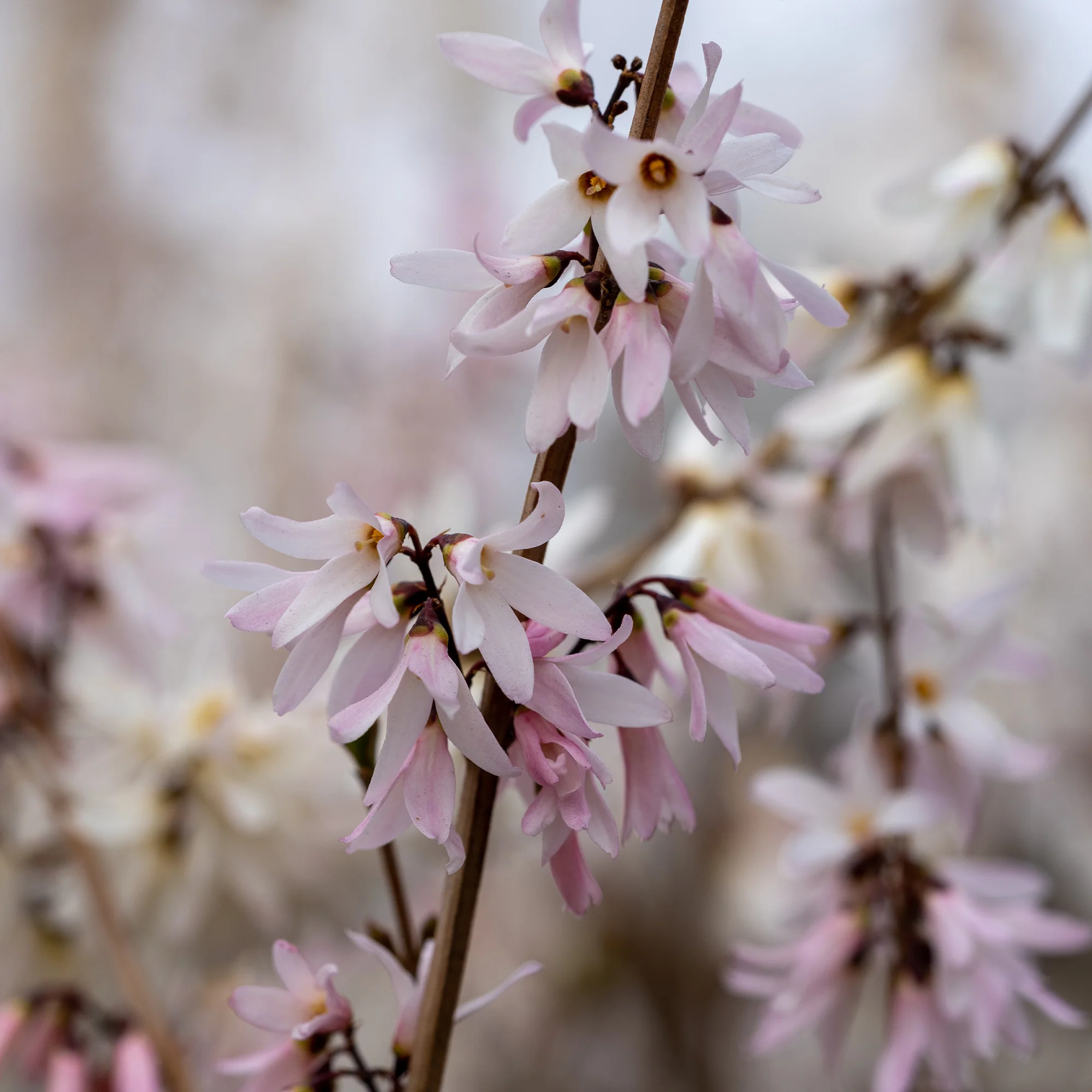 Forsythias blanc + rose - Image 5
