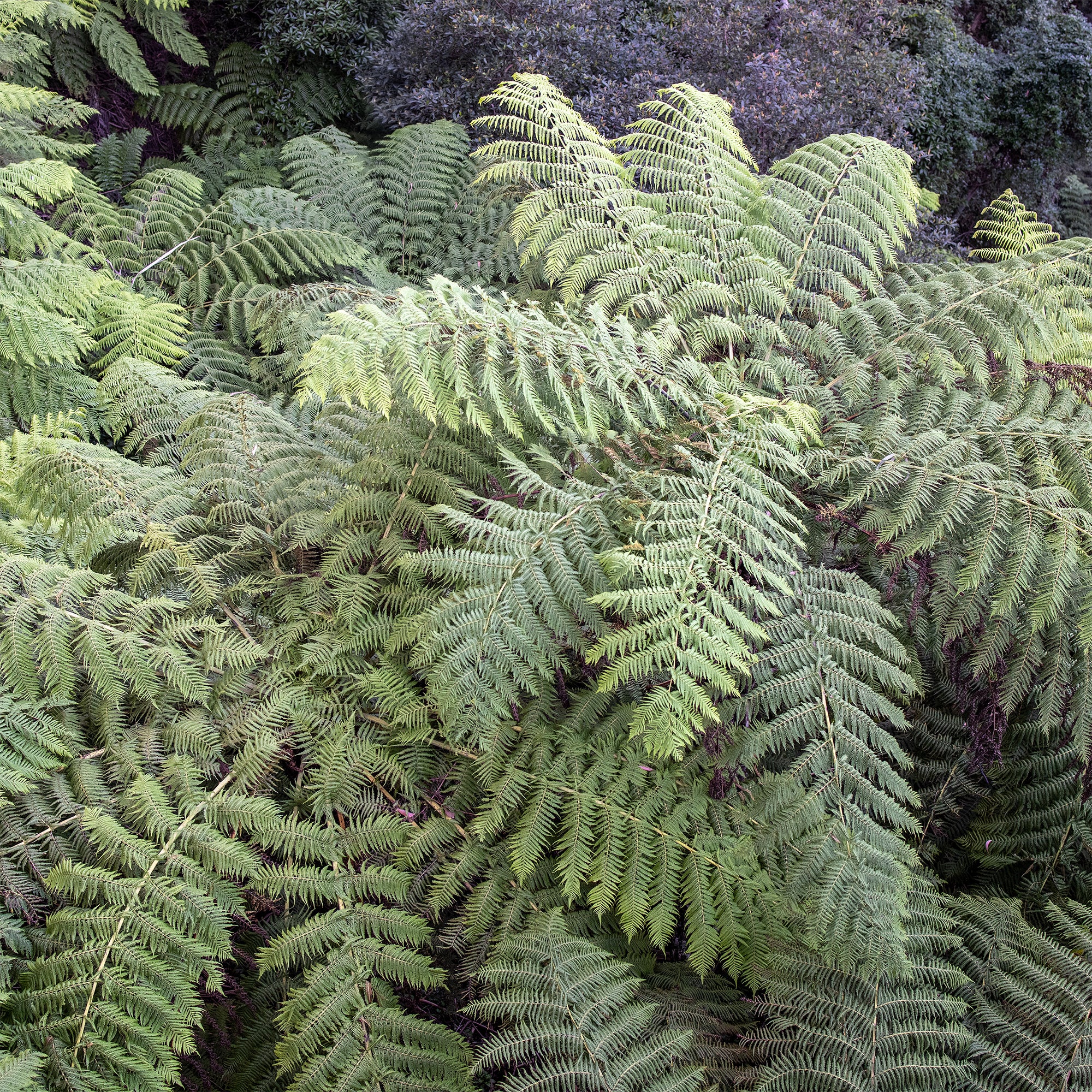 Fougère arborescente - Image 2