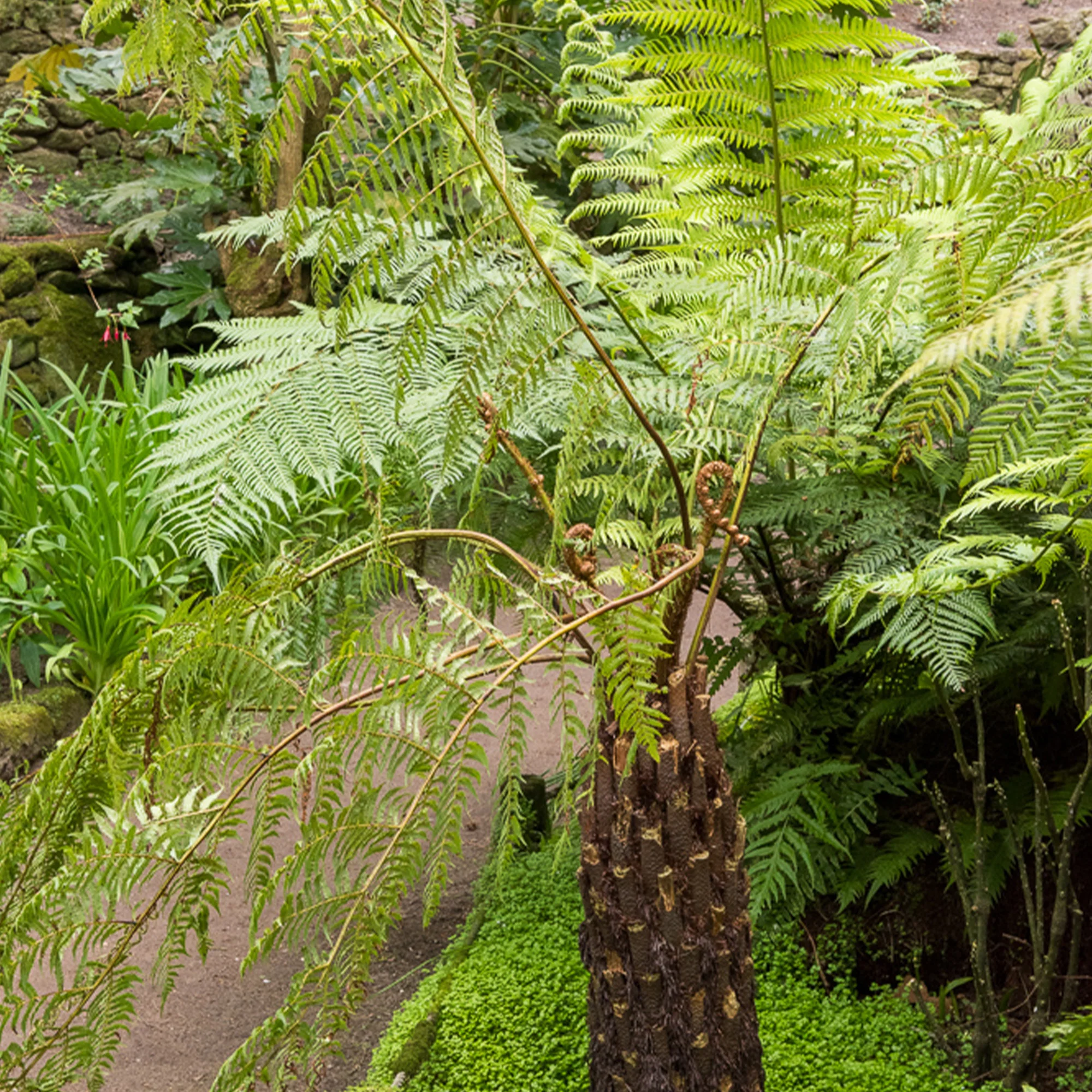 Fougère arborescente - Image 3