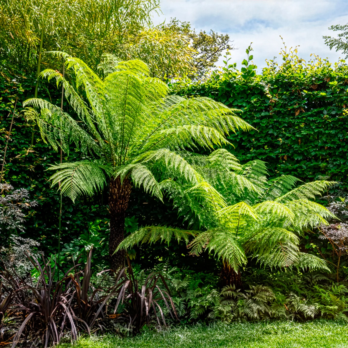 Fougère arborescente de Tasmanie - Image 2