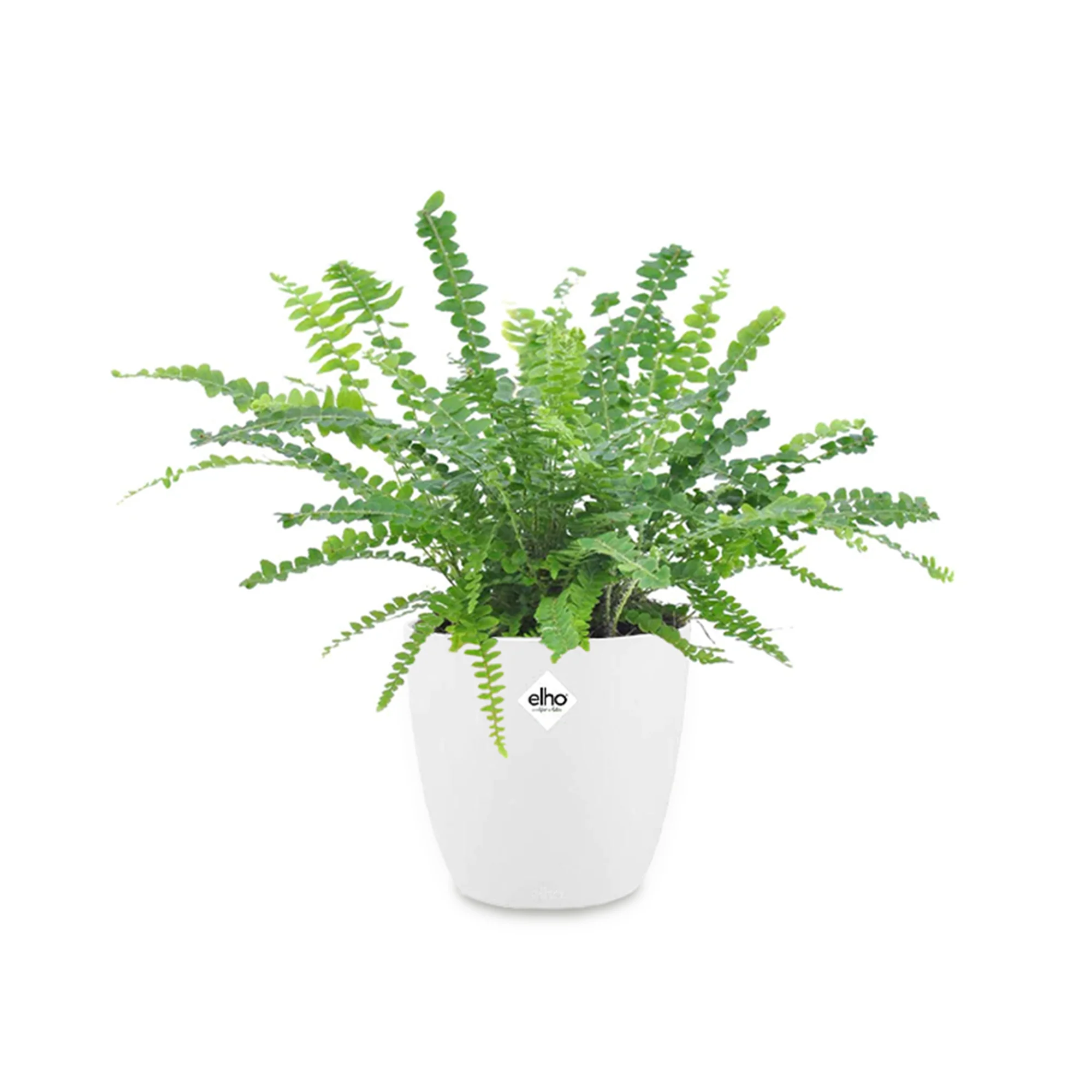 Fougère Duffi + cache pot blanc 14 cm.
