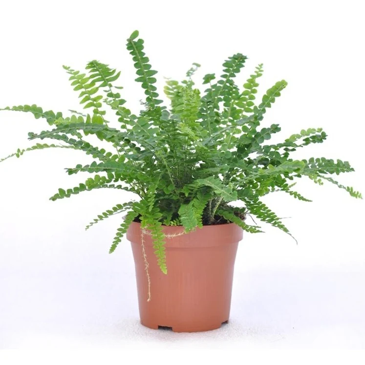 Fougère Duffi + cache pot blanc 14 cm. - Image 2